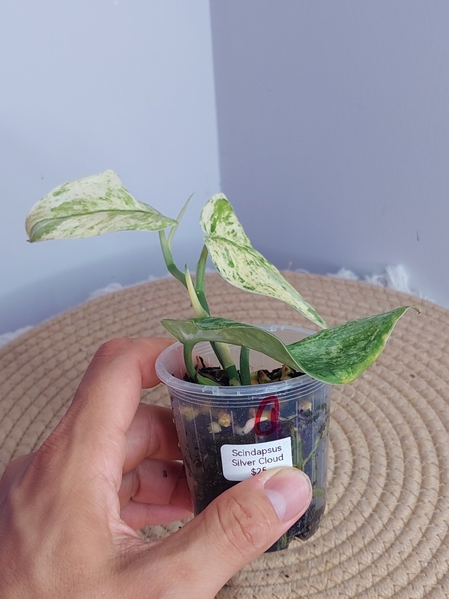 Scindapsus Silver Cloud Variegated - 1