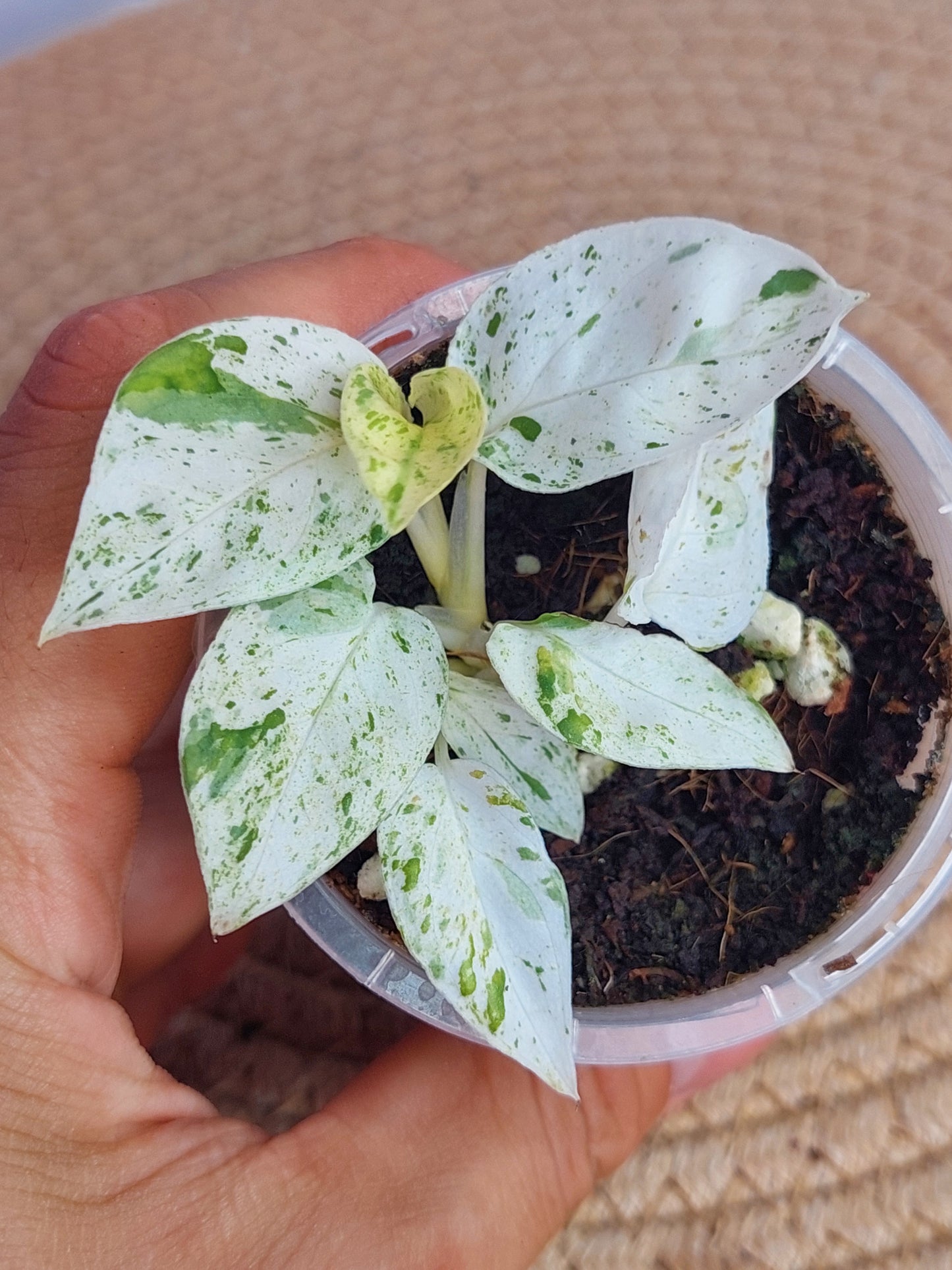 Epipremnum Pinnatum Marble - 1