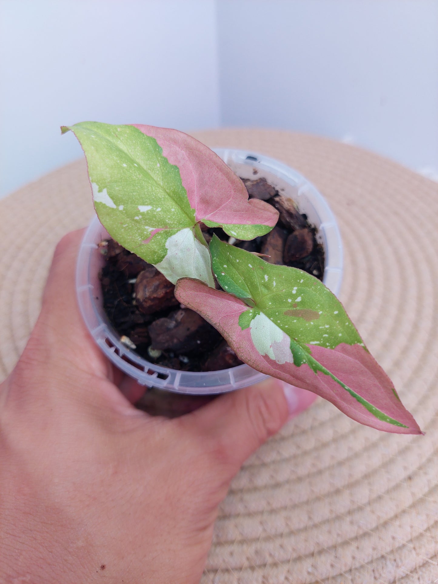 Syngonium Red Spot Tricolour B