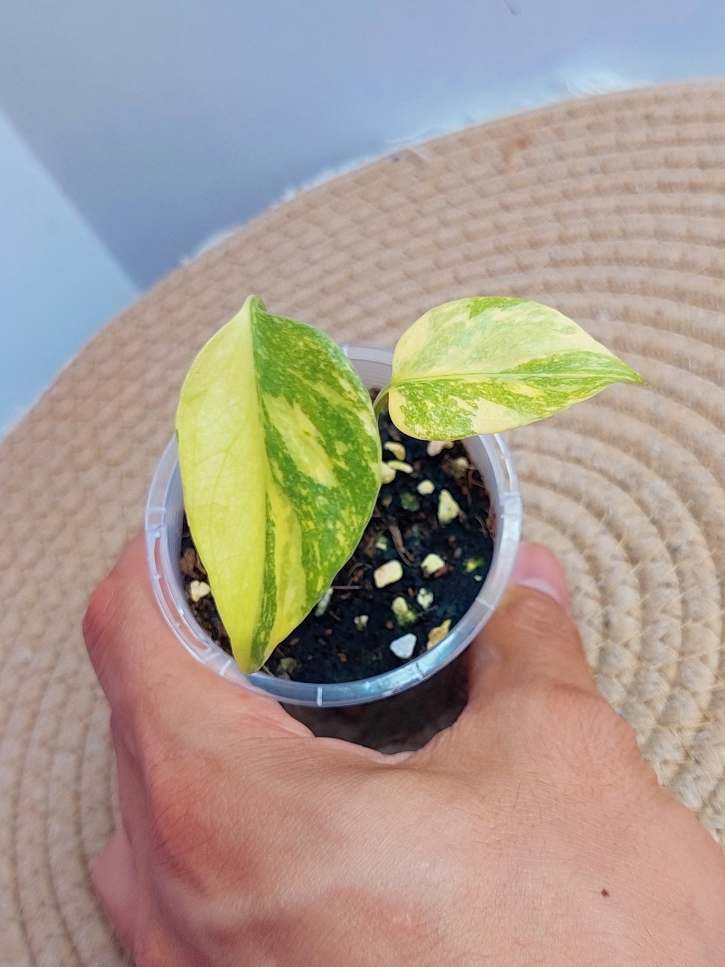 Monstera Deliciosa Electrolyte #A