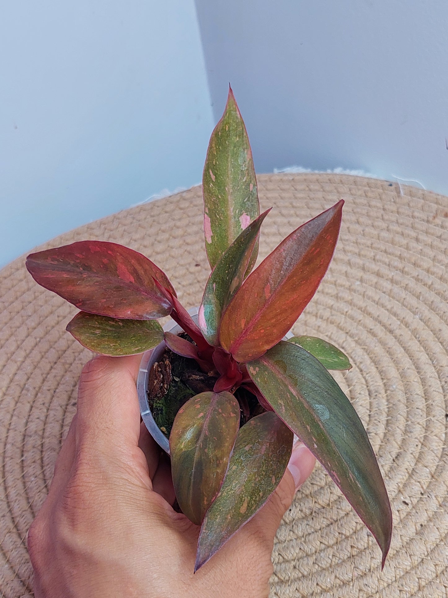 Philodendron Orange Princess Variegated #A