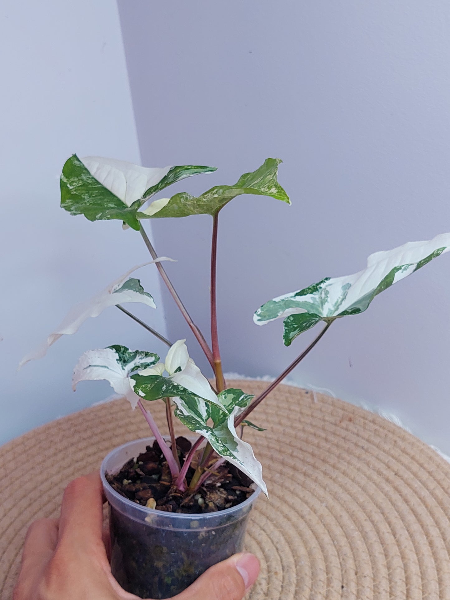 Syngonium Albo #A