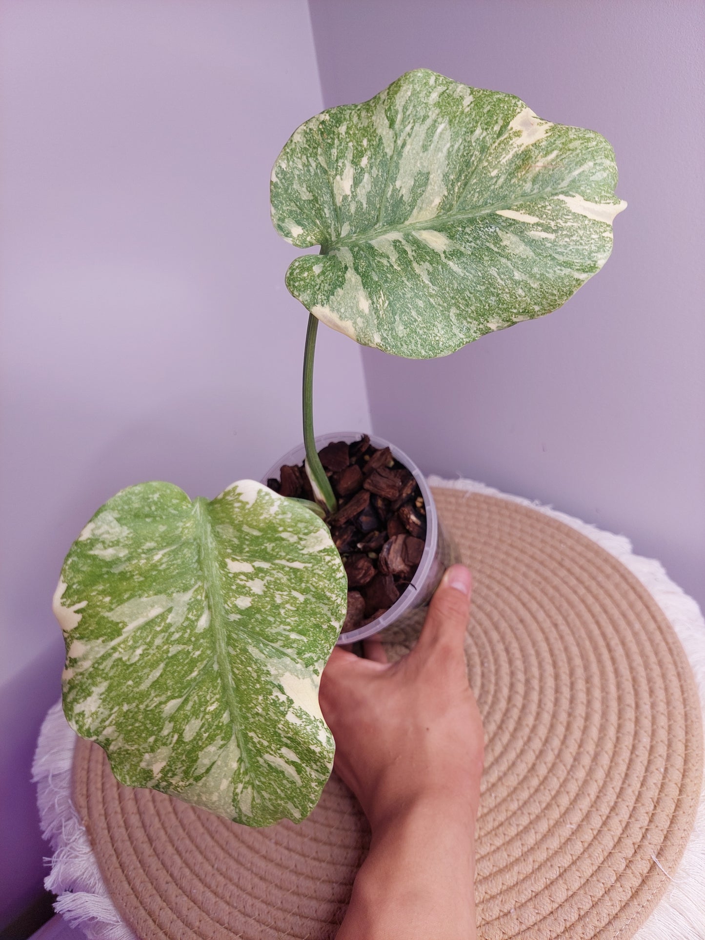 Monstera Thai Constellation Mutation variegated 2