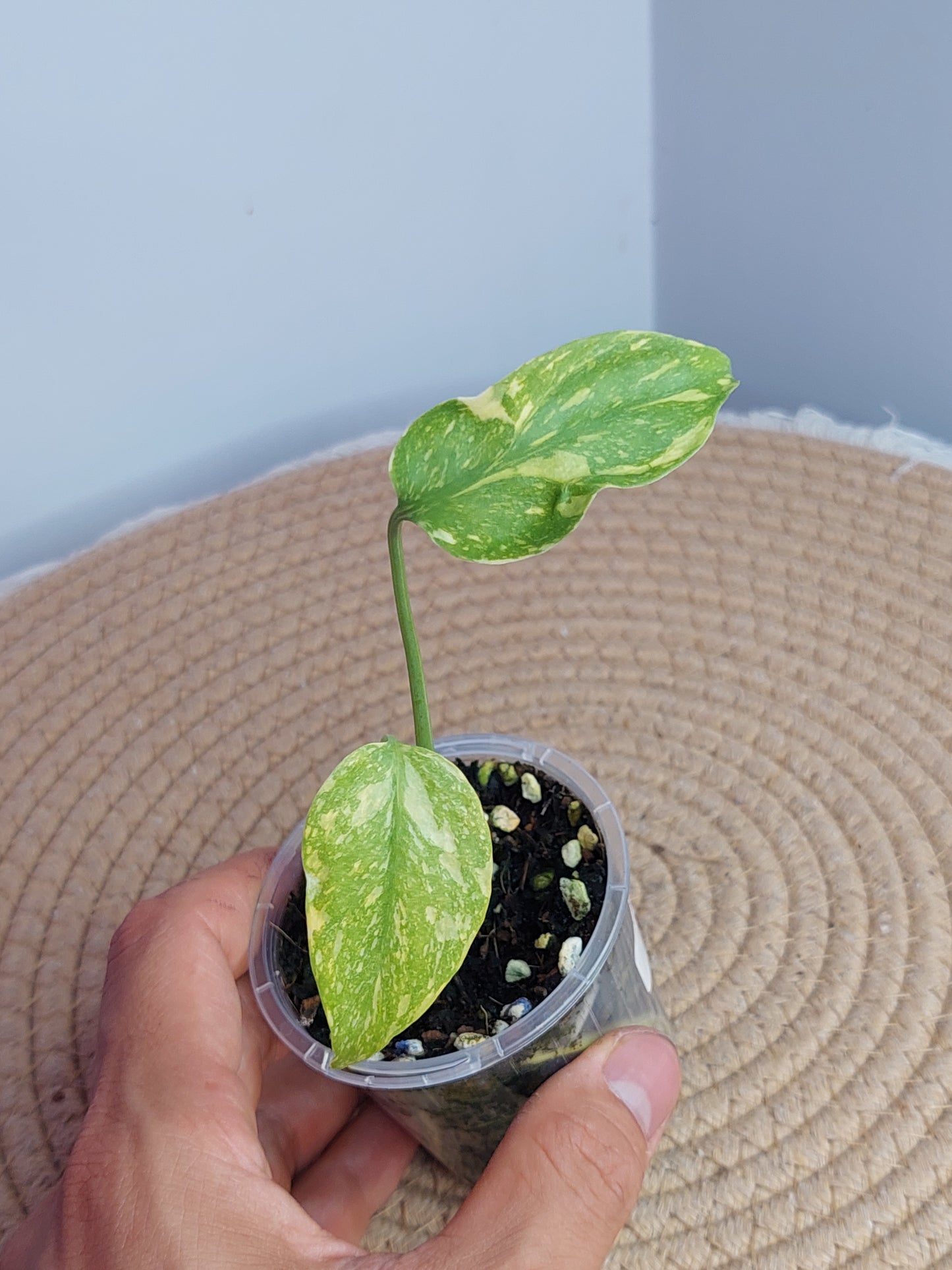 Monstera Deliciosa Electrolyte 1