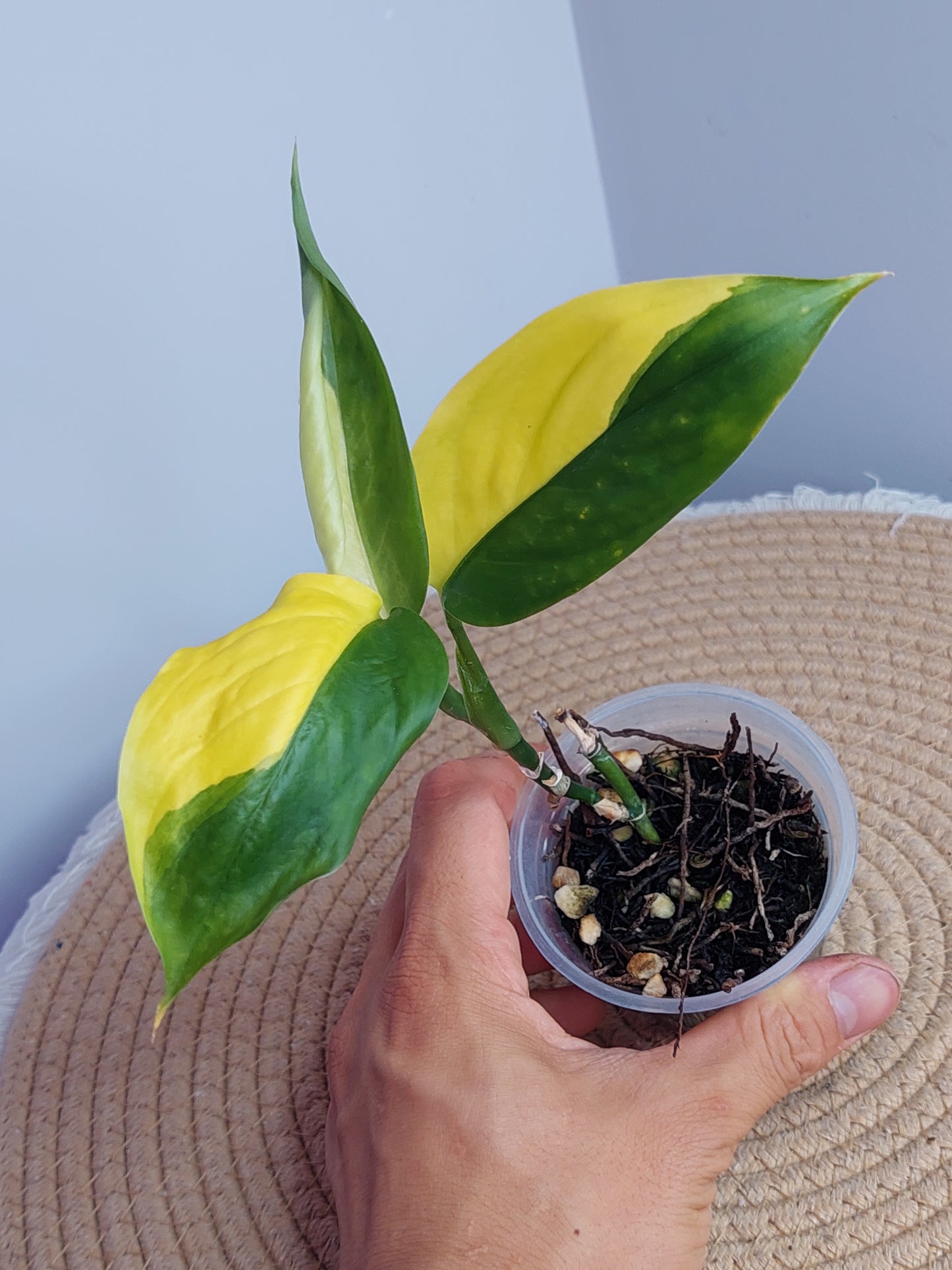 Scindapsus Perakensis Neon 1