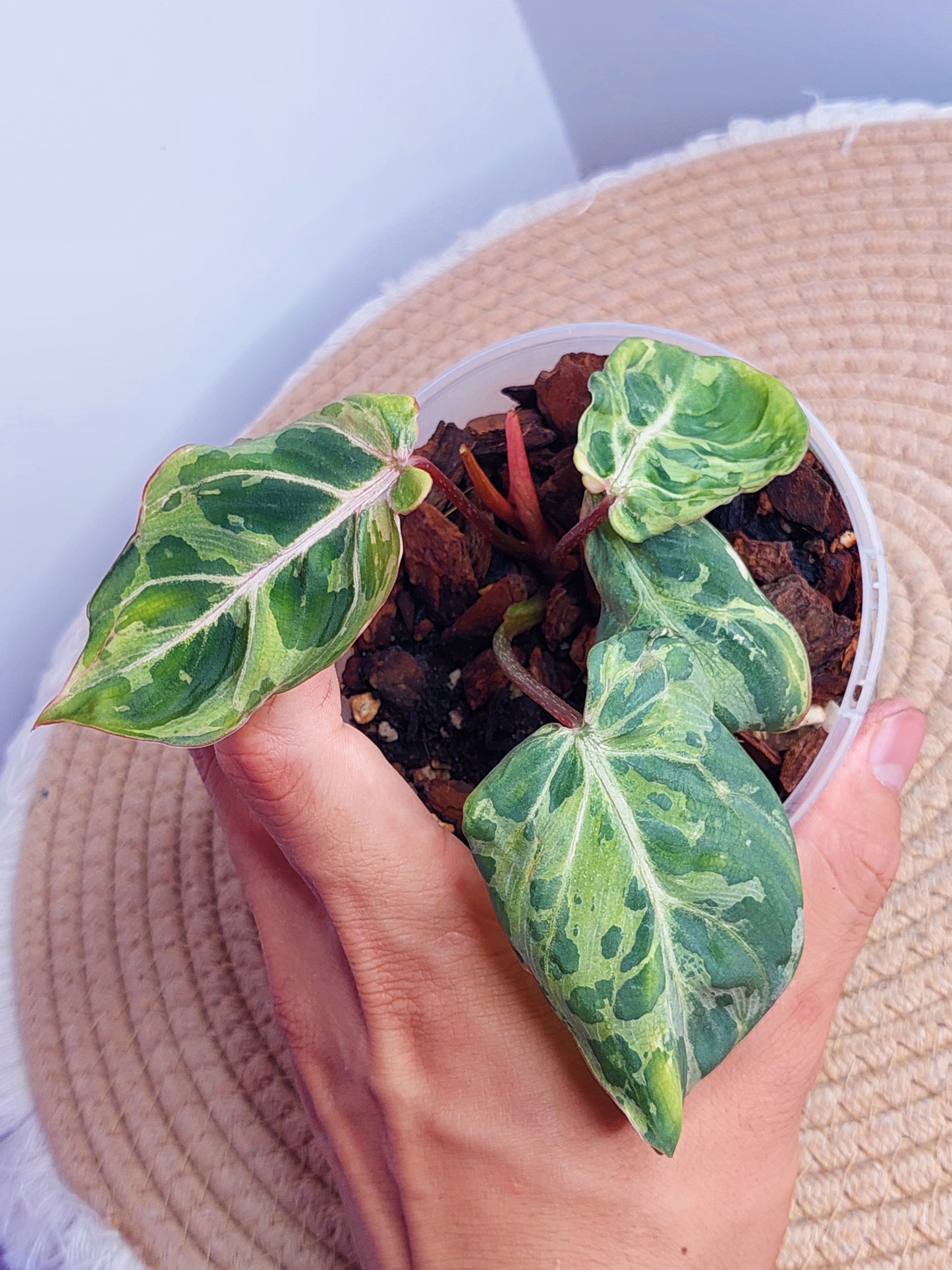 Philodendron Gloriosum Snow Leopard Variegated 1