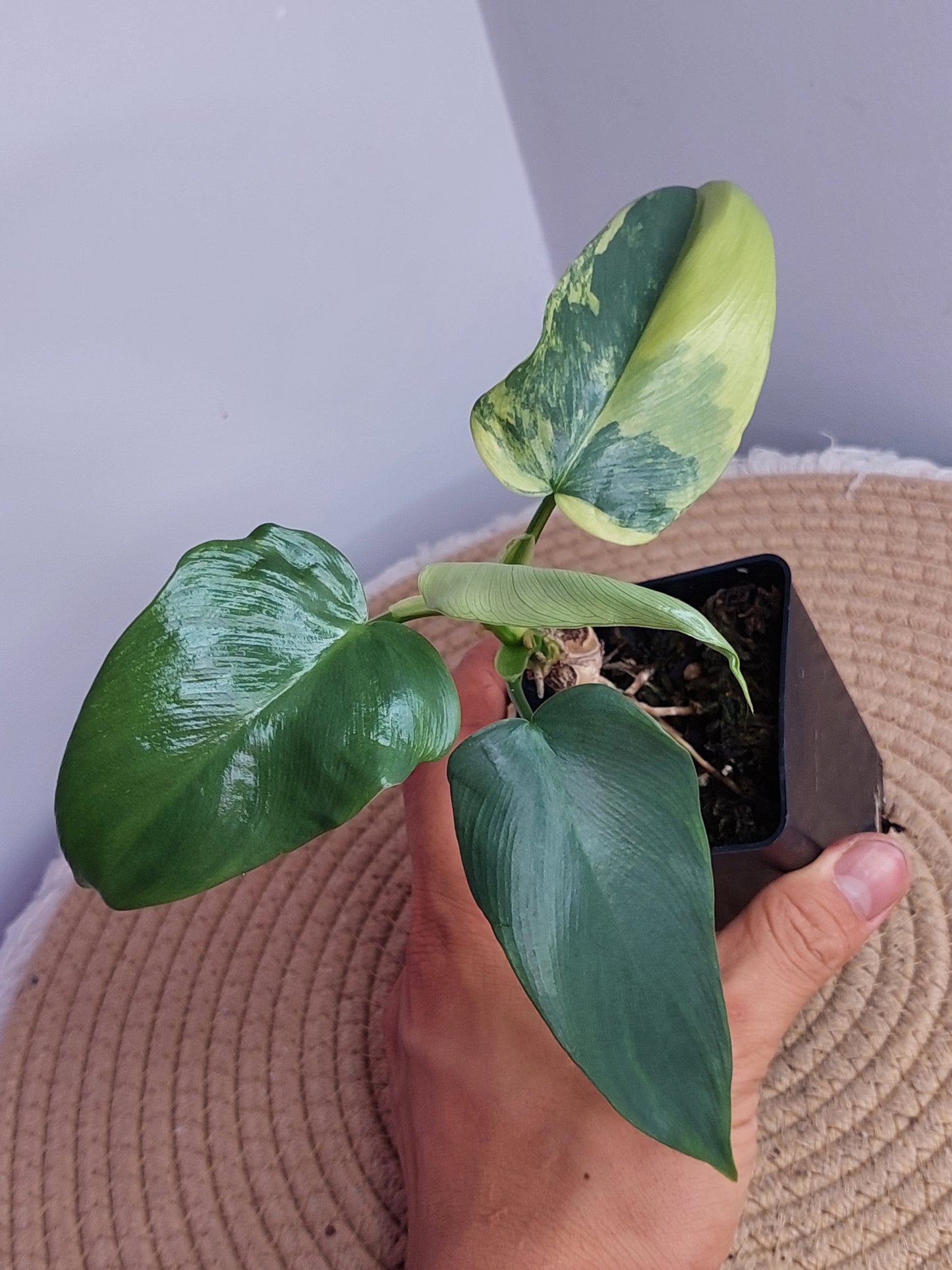Philodendron Bipennifolium Variegated 1