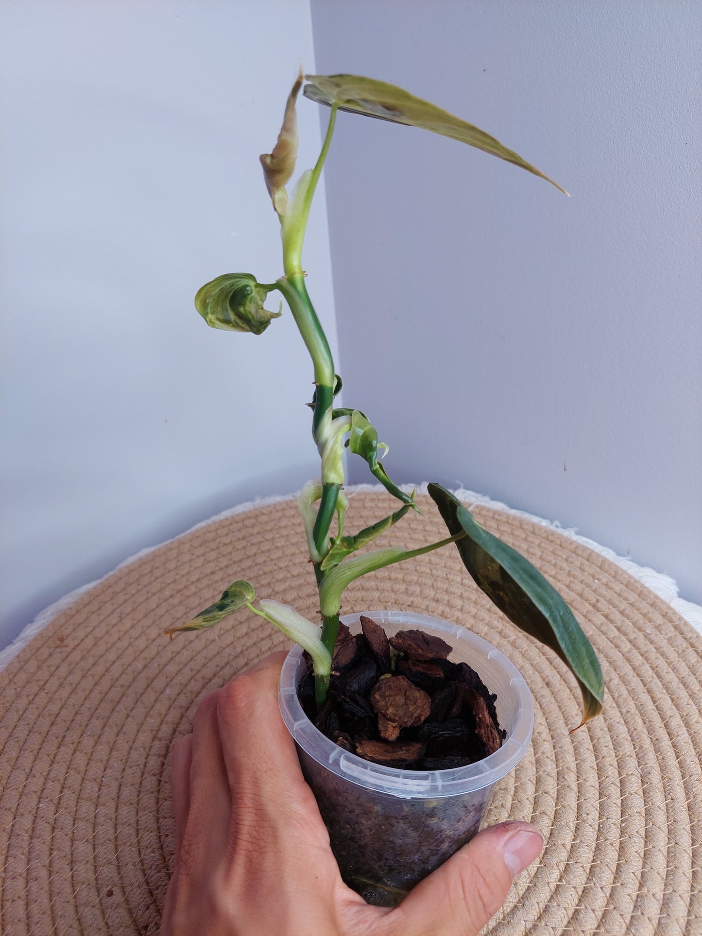 Philodendron Melanochrysum Variegated 1