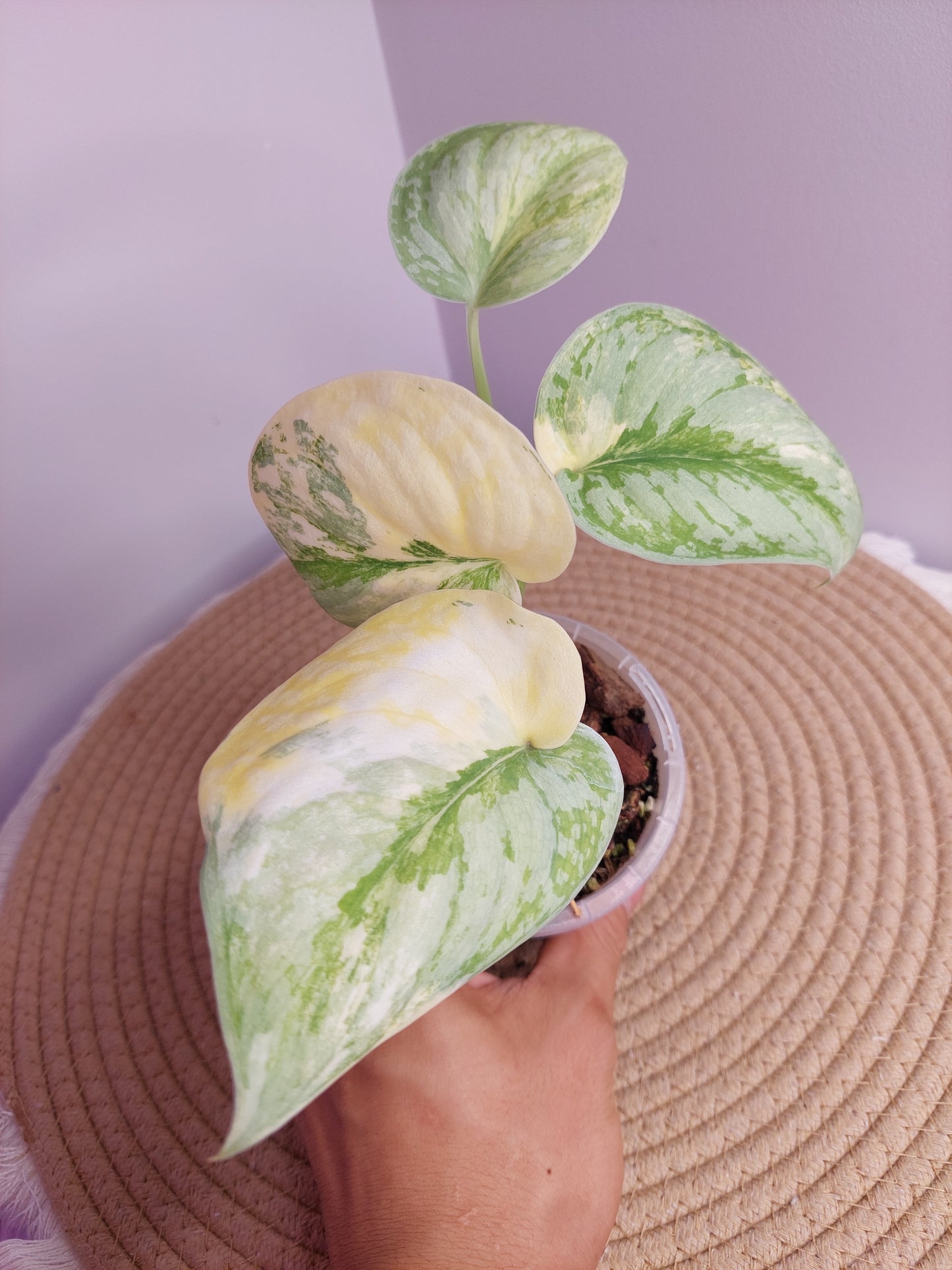 Scindapsus Exotica Variegated 1