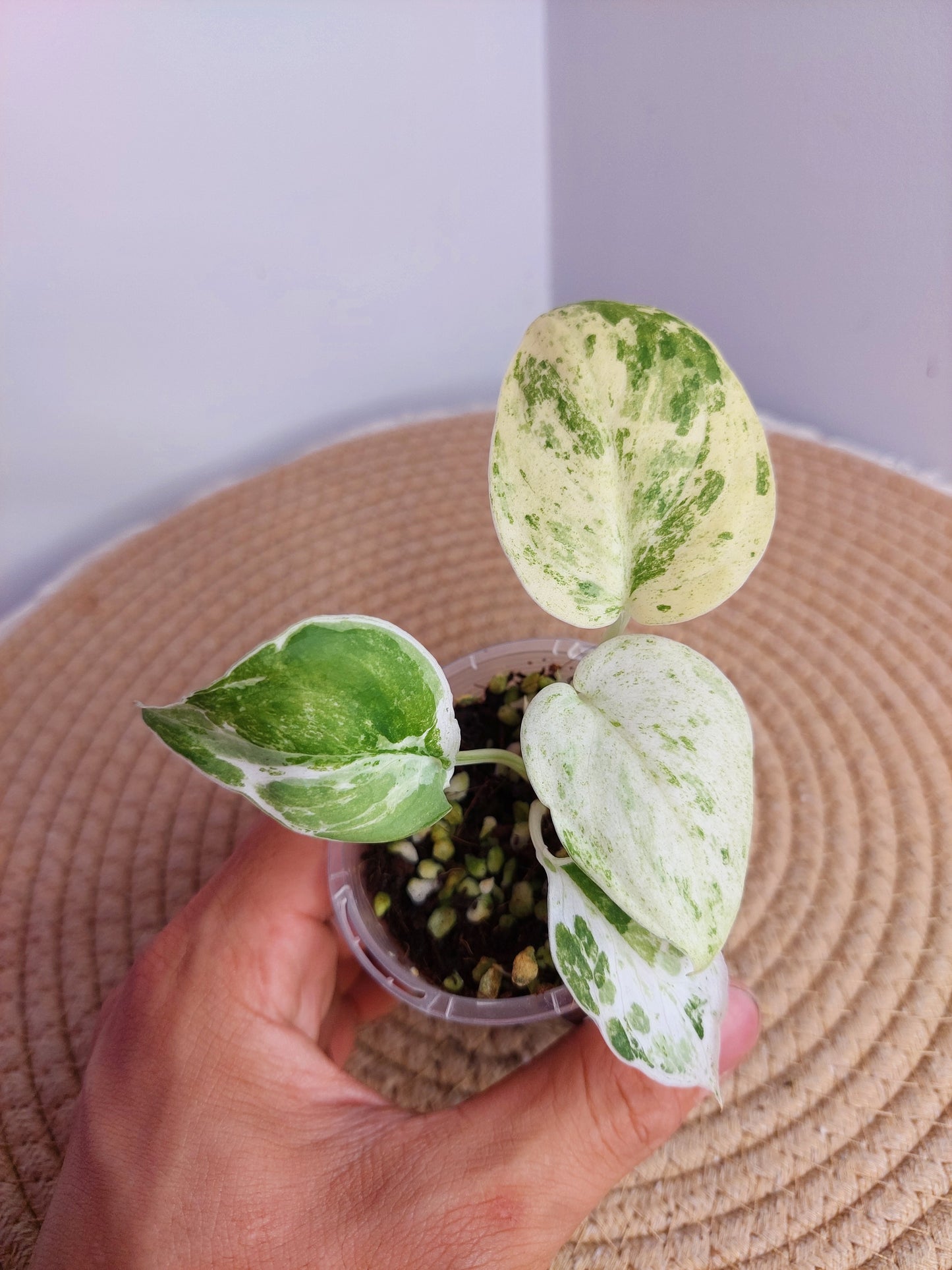 Scindapsus Silver Splash Variegated 1