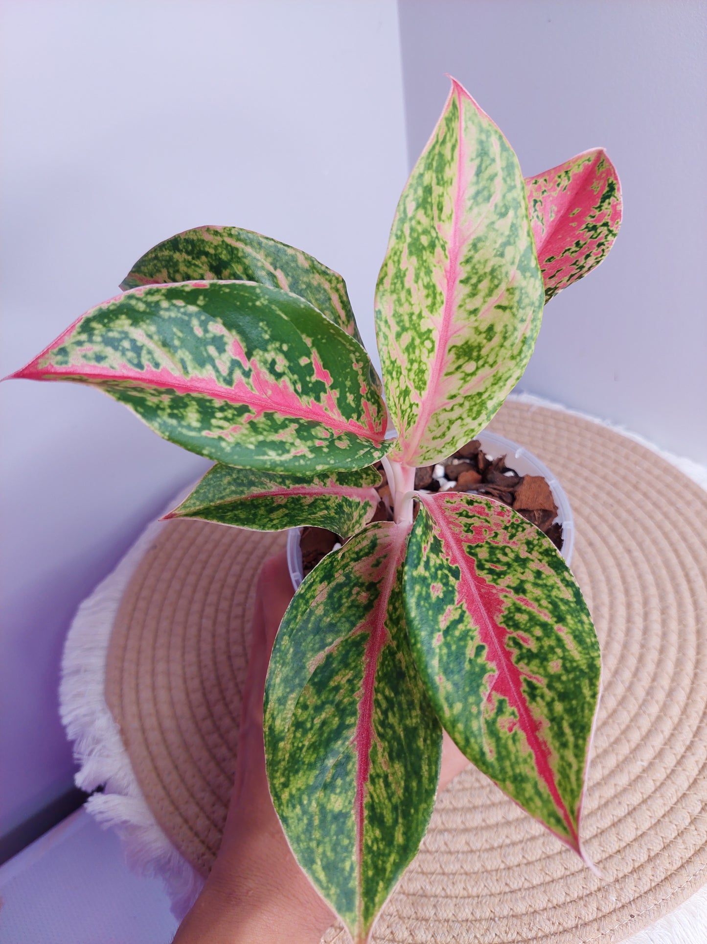 Aglaonema Night Sparkle 1