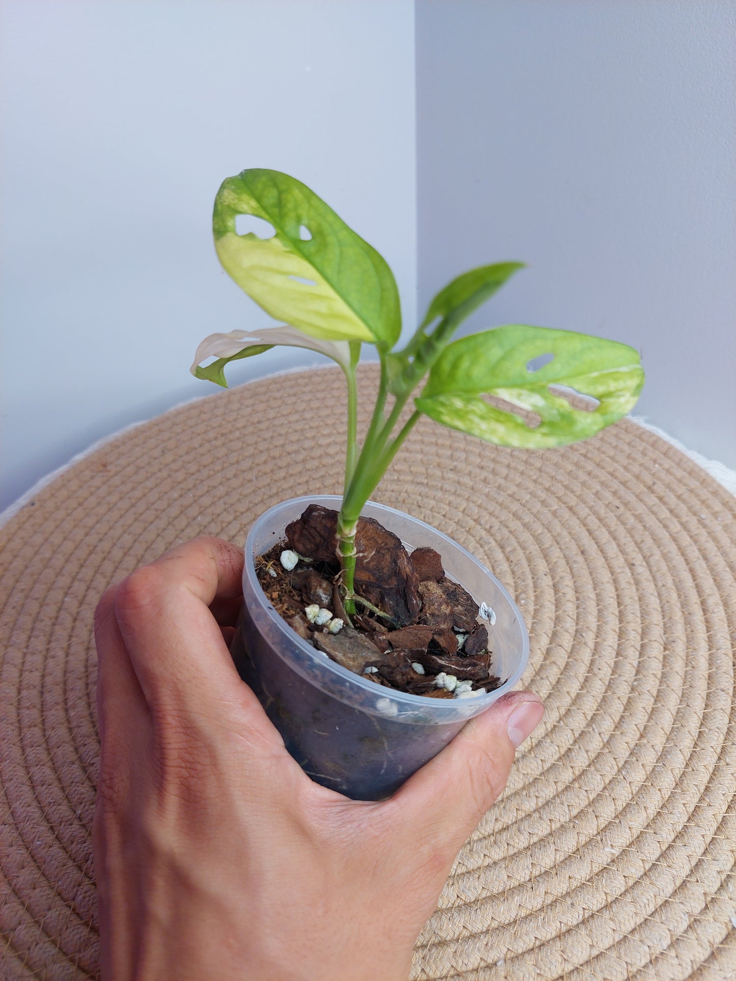 Monstera Monkey Mask Aurea Variegated 1