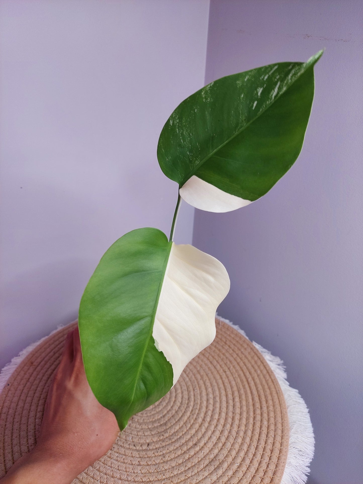 Monstera Borsigiana Albo Variegated - 1