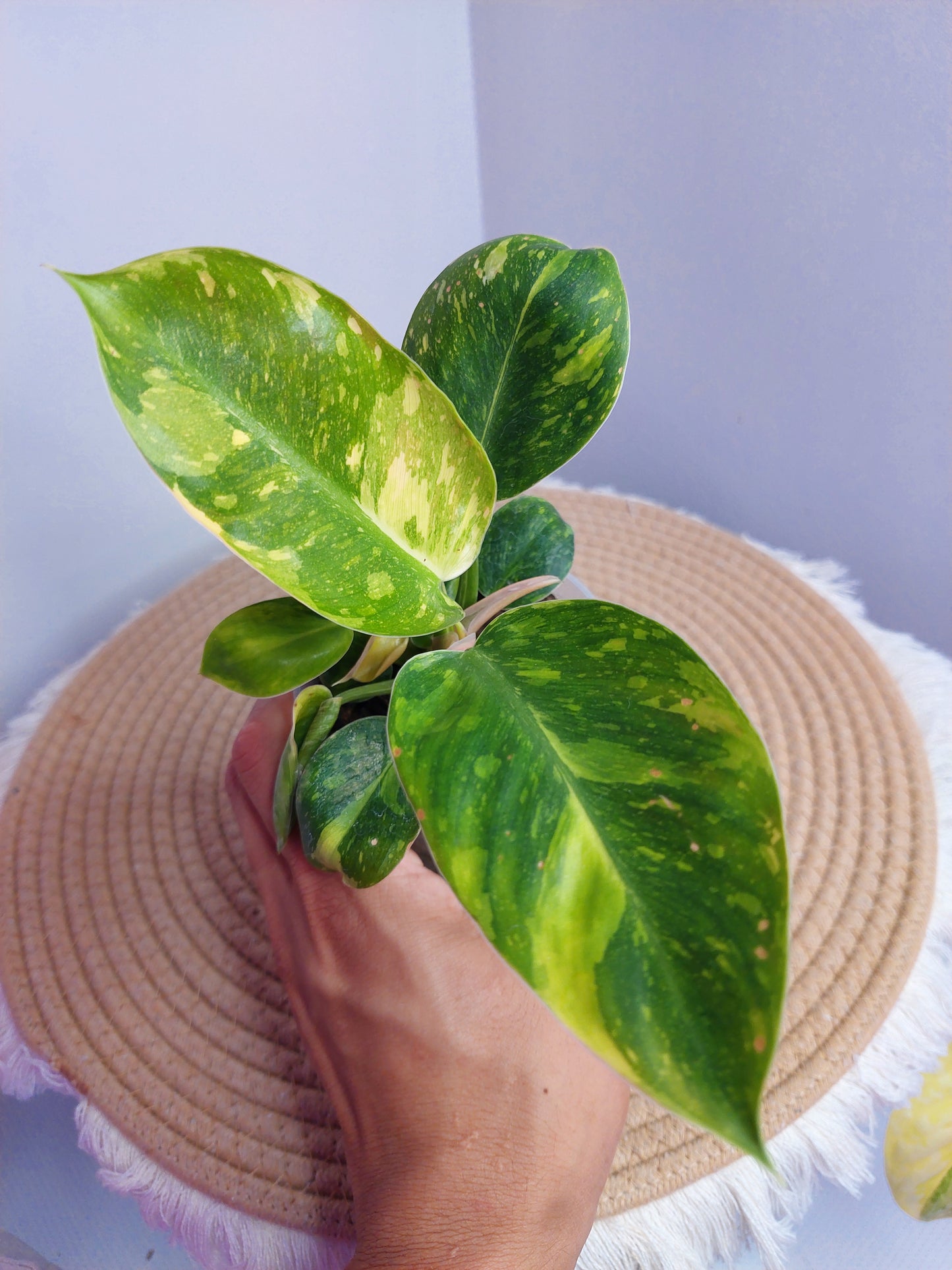 Philodendron Green Congo(Nuclear Congo) Variegated - 1