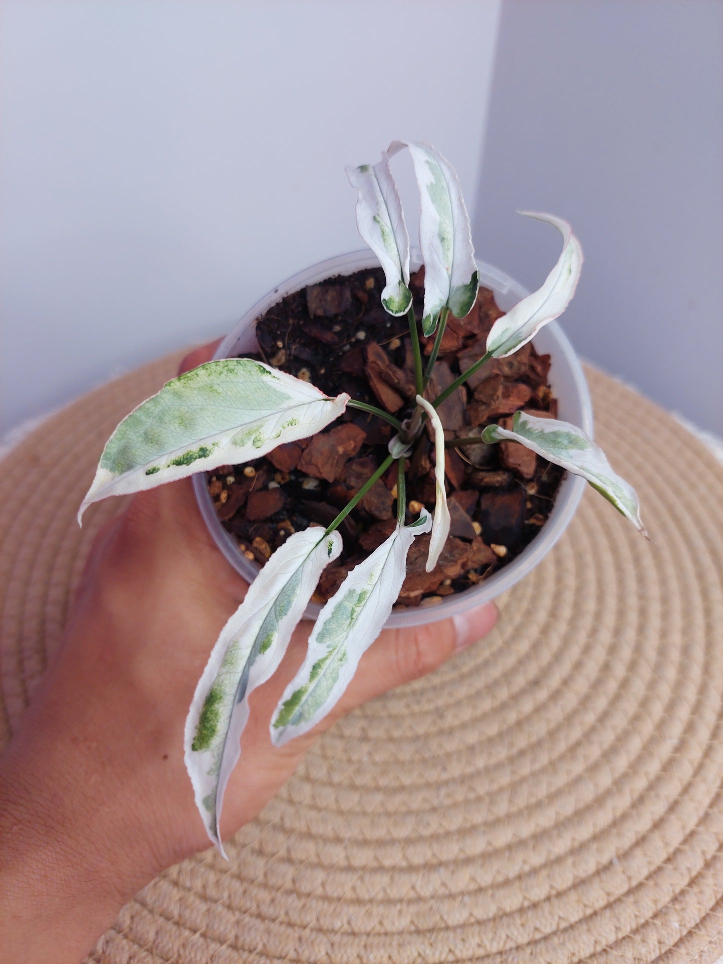 Syngonium Starlite - 1