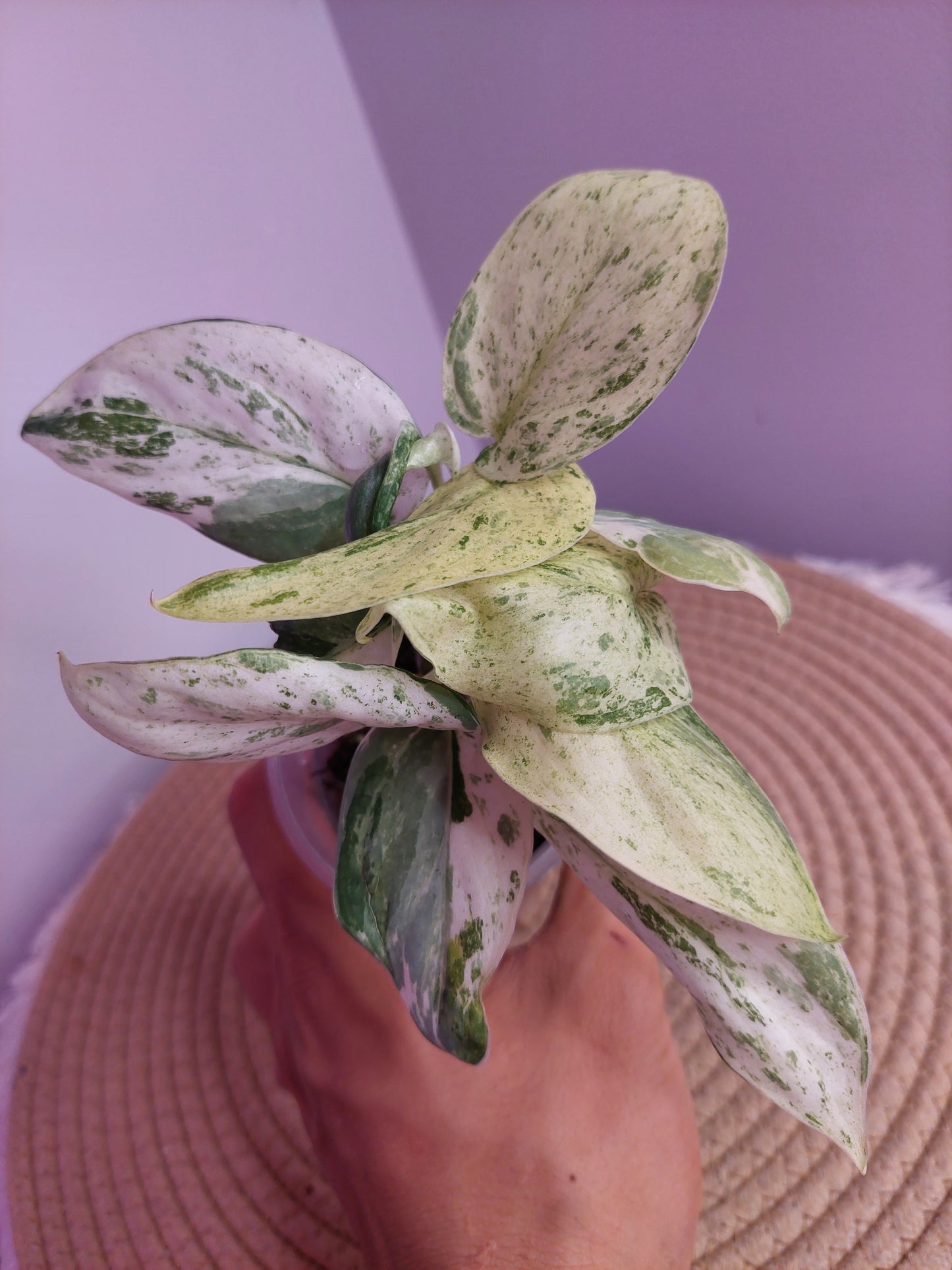 Scindapsus Silver Splash Variegated - 1