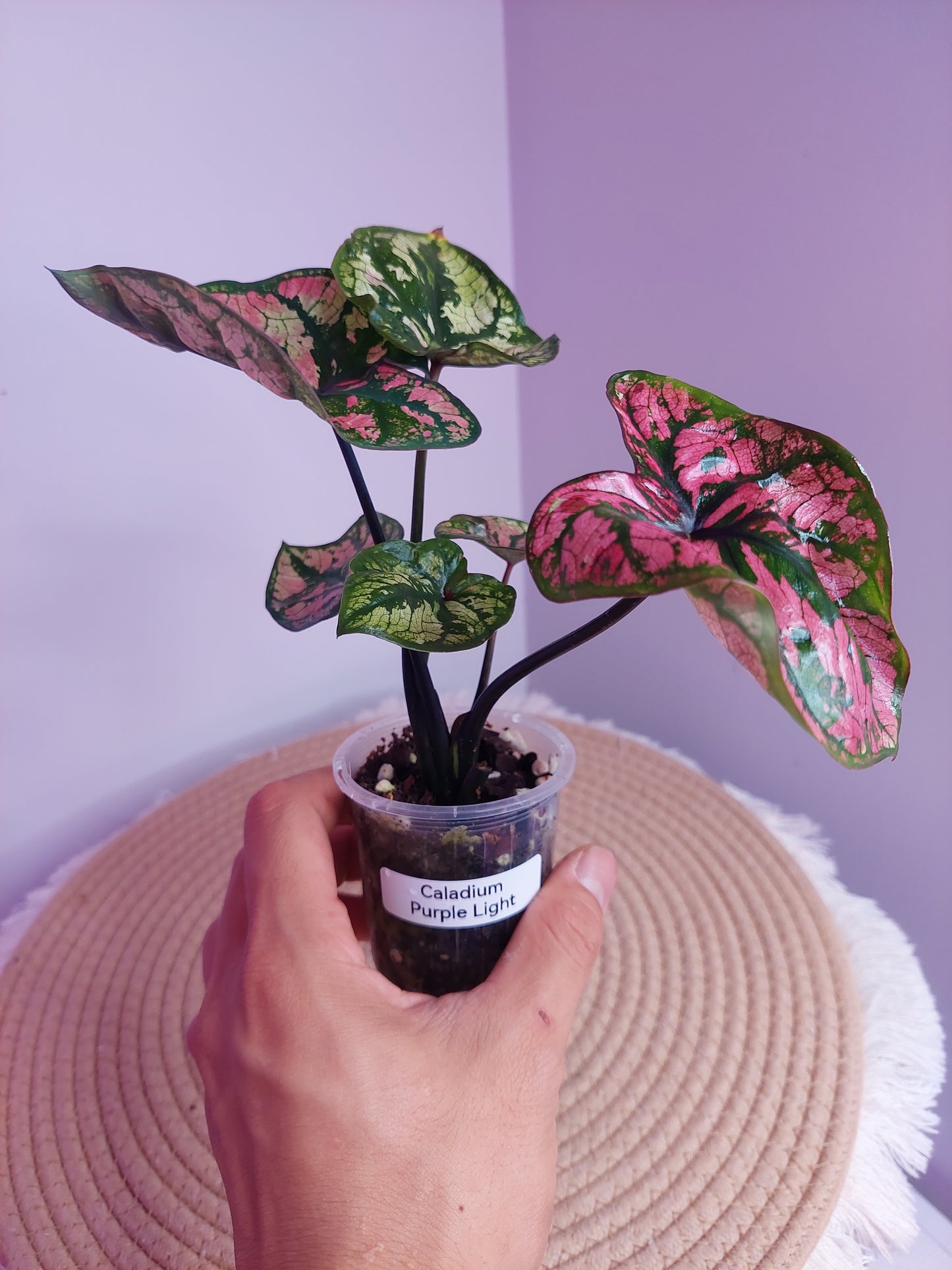 Caladium Purple Light - 1