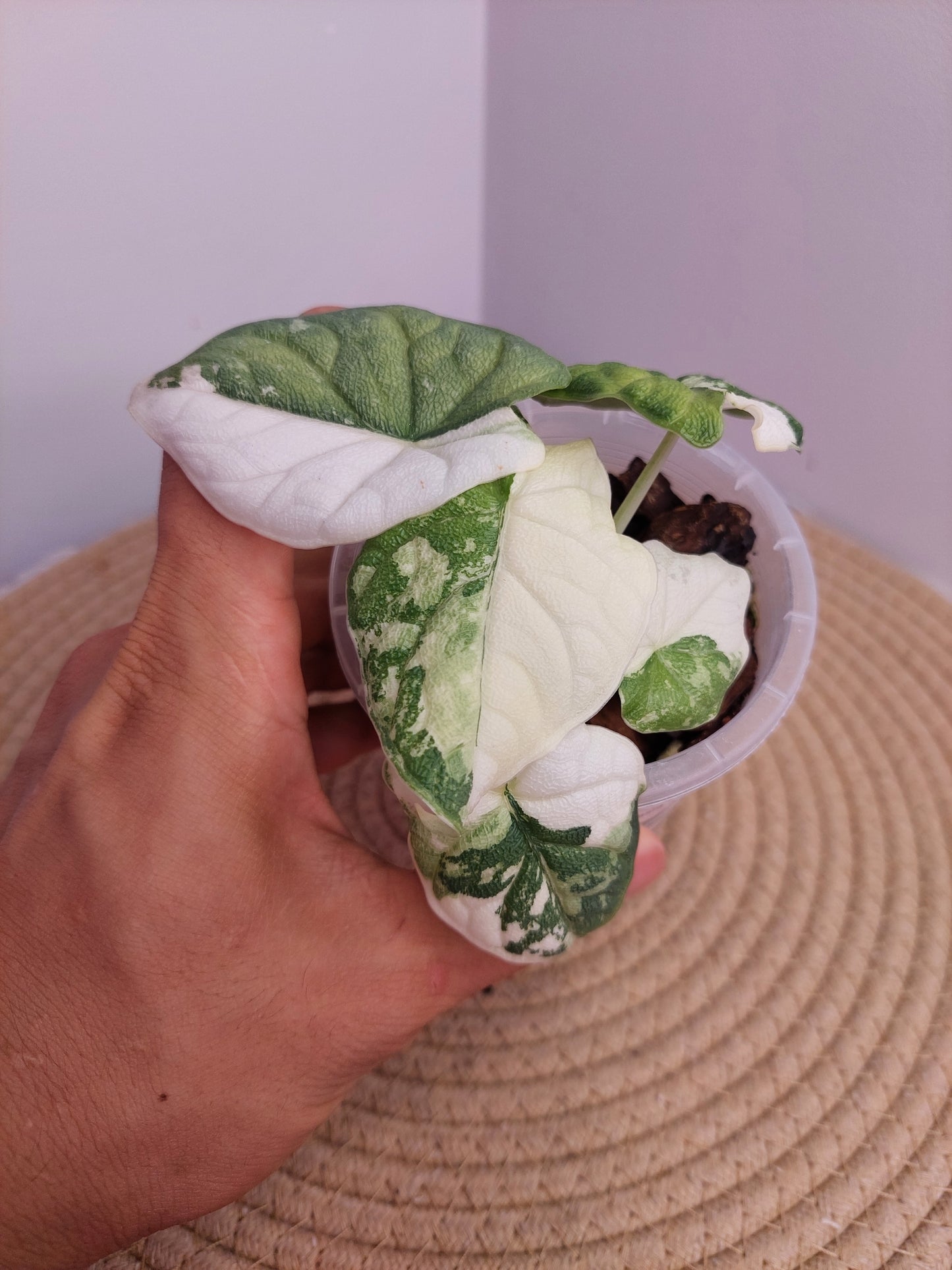 Alocasia Melo Variegated - A