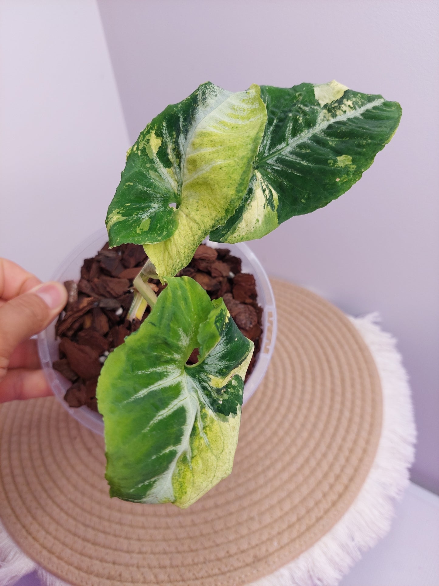 Syngonium Scrambled Eggs - A