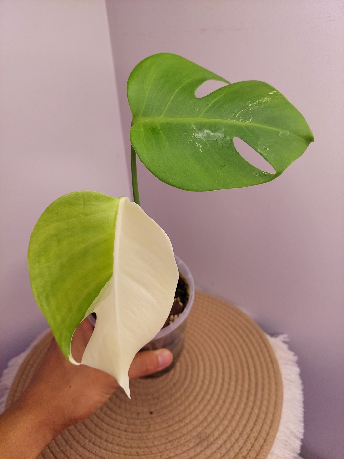 Monstera Borsigiana Albo Variegated - A