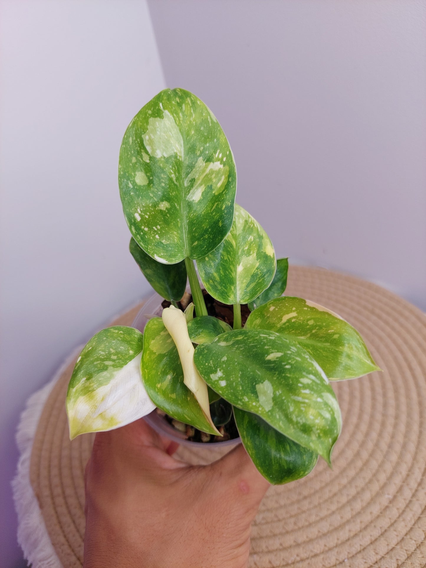 Philodendron Green Congo(Nuclear Congo) Variegated - A
