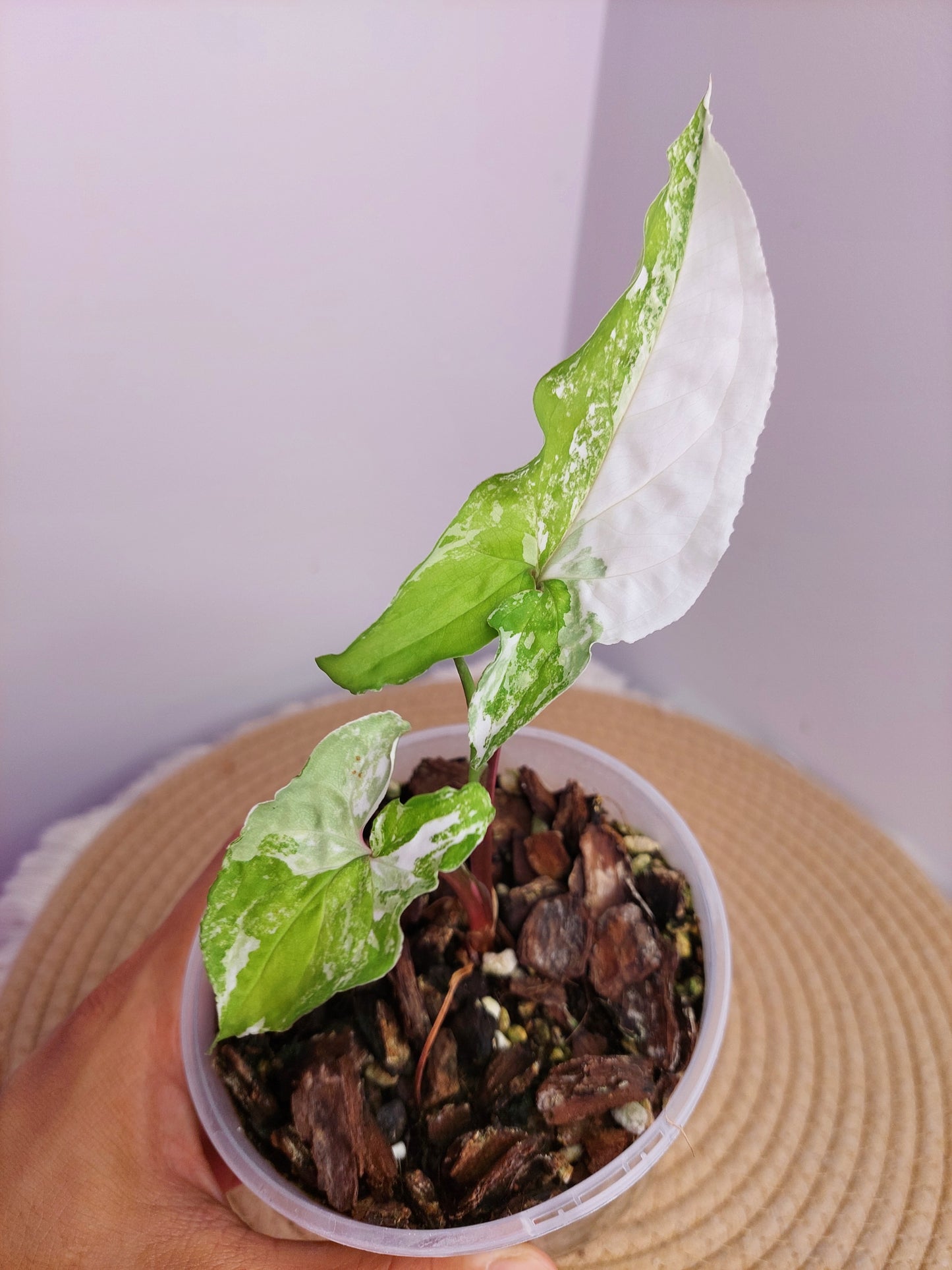 Syngonium Albo - A