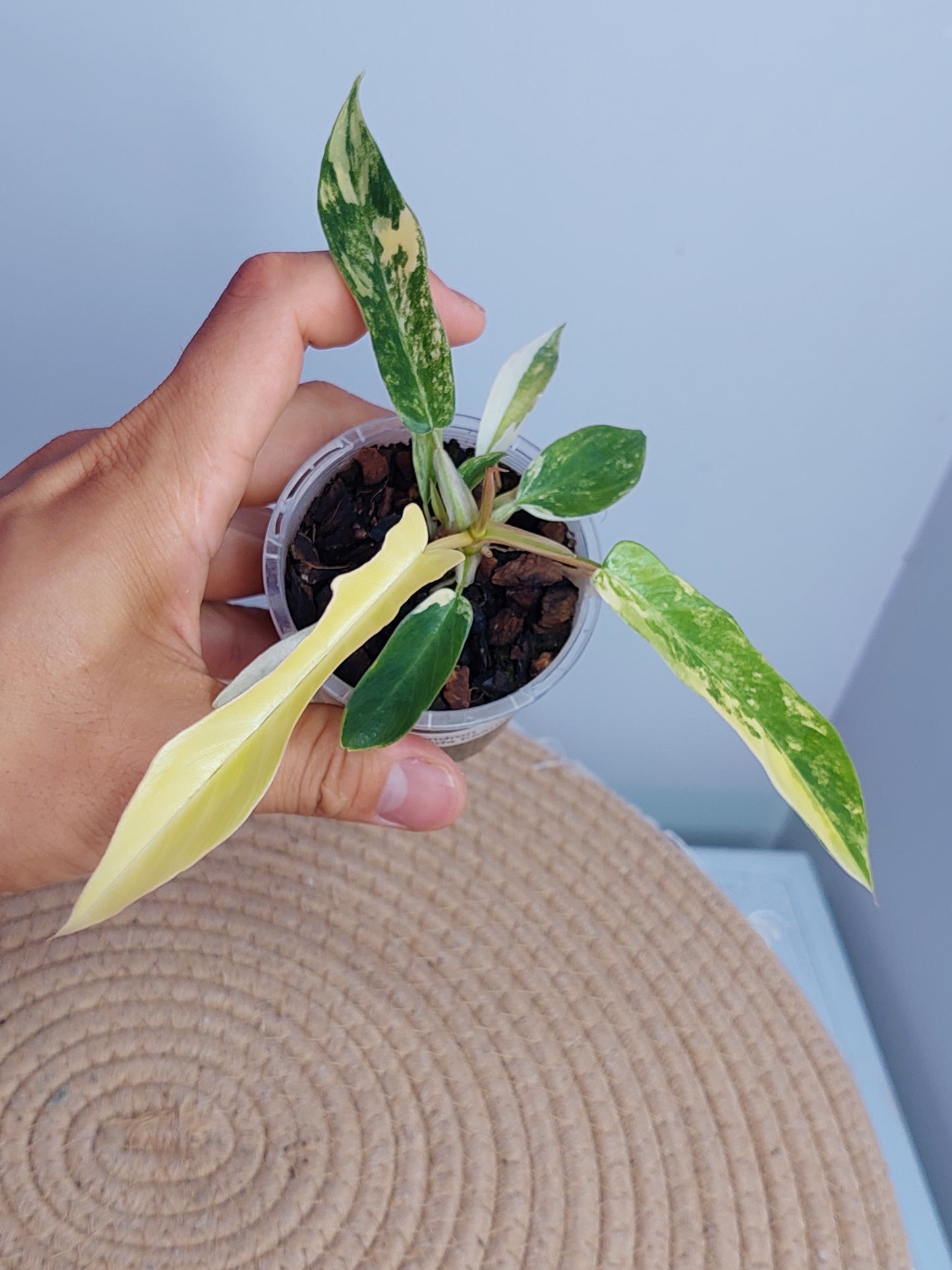 Philodendron Florida Beauty × Tortum Variegated #1