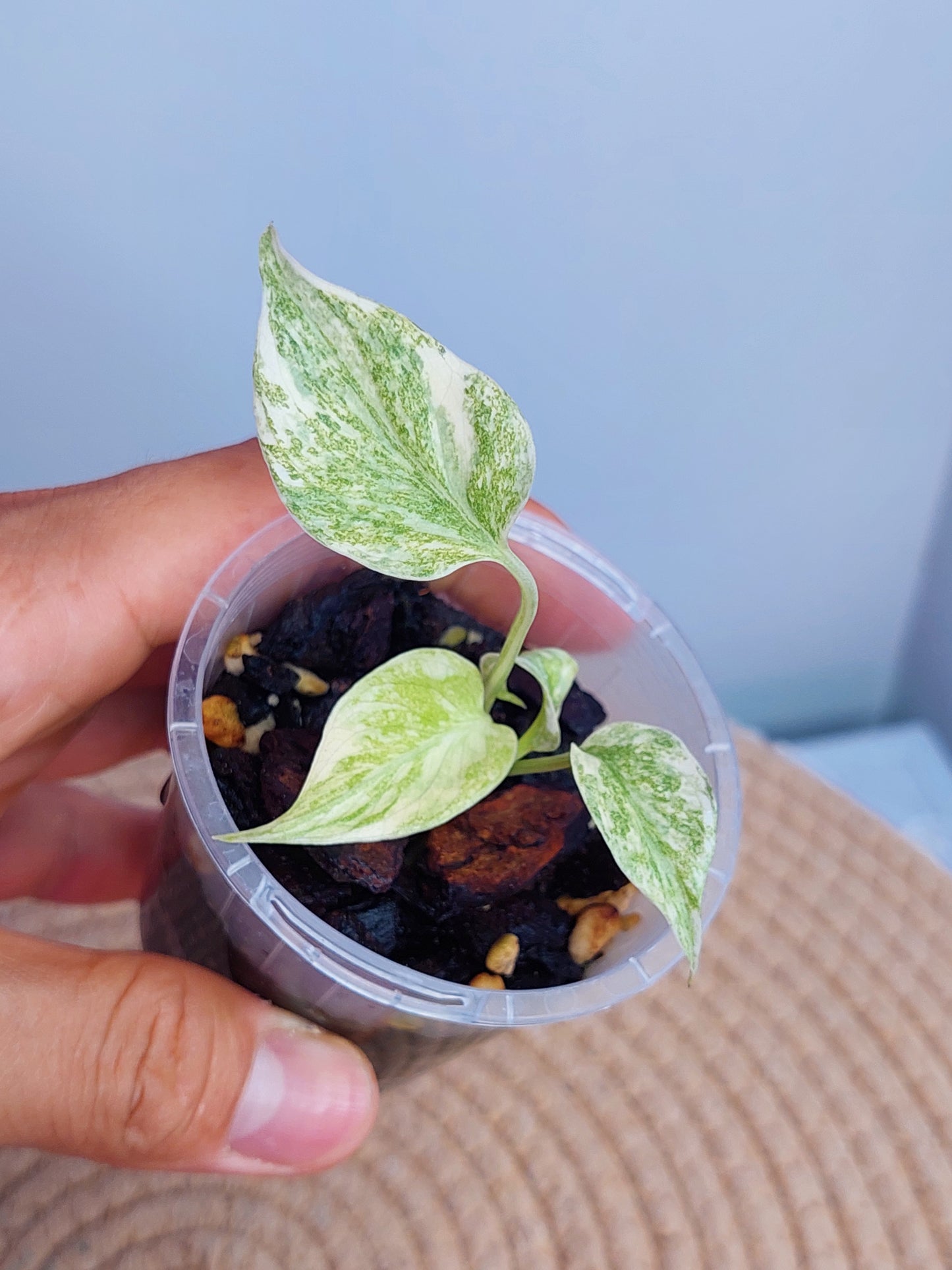 Monstera Green Snow #1