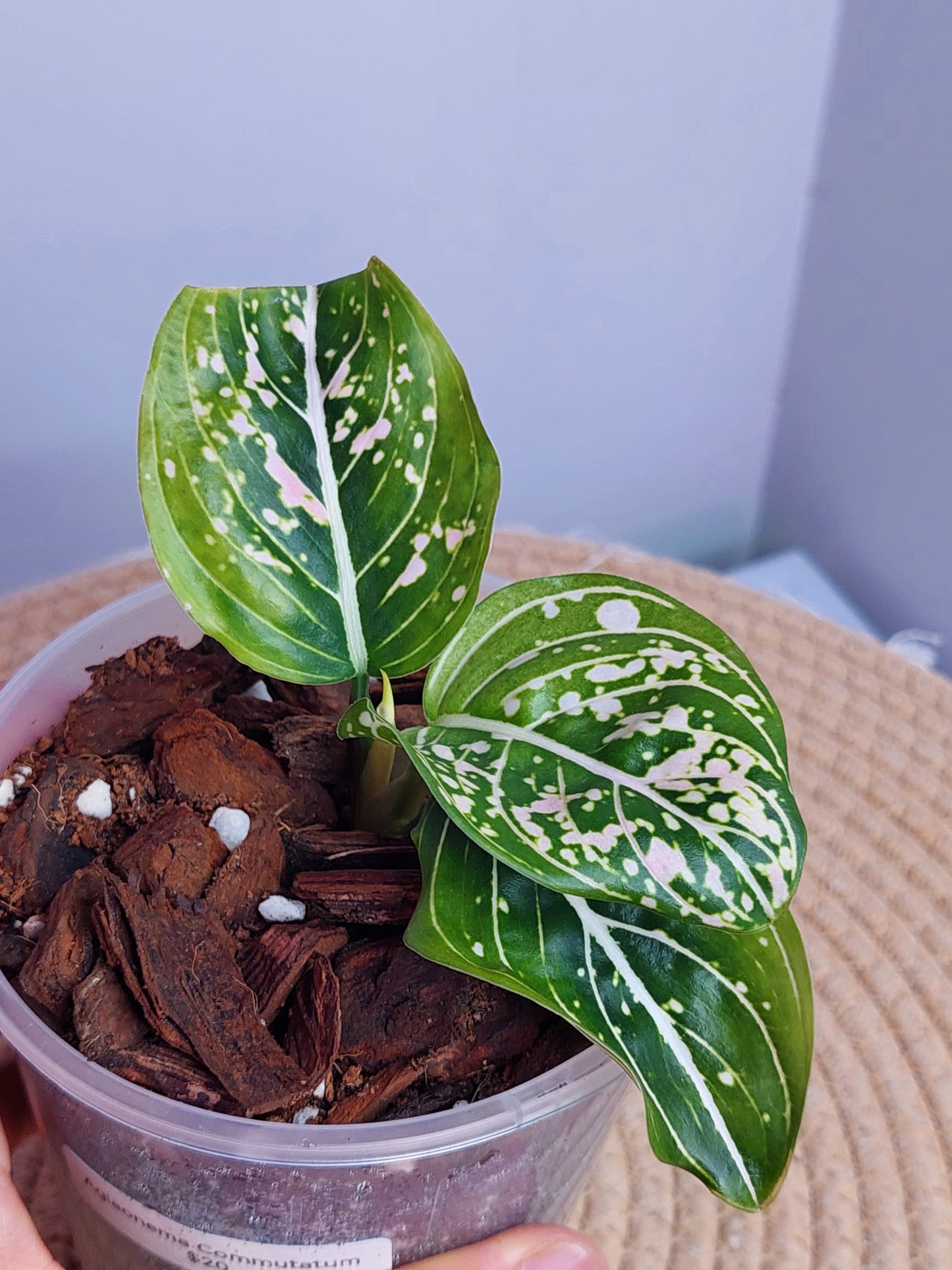 Aglaonema Commutatum #A