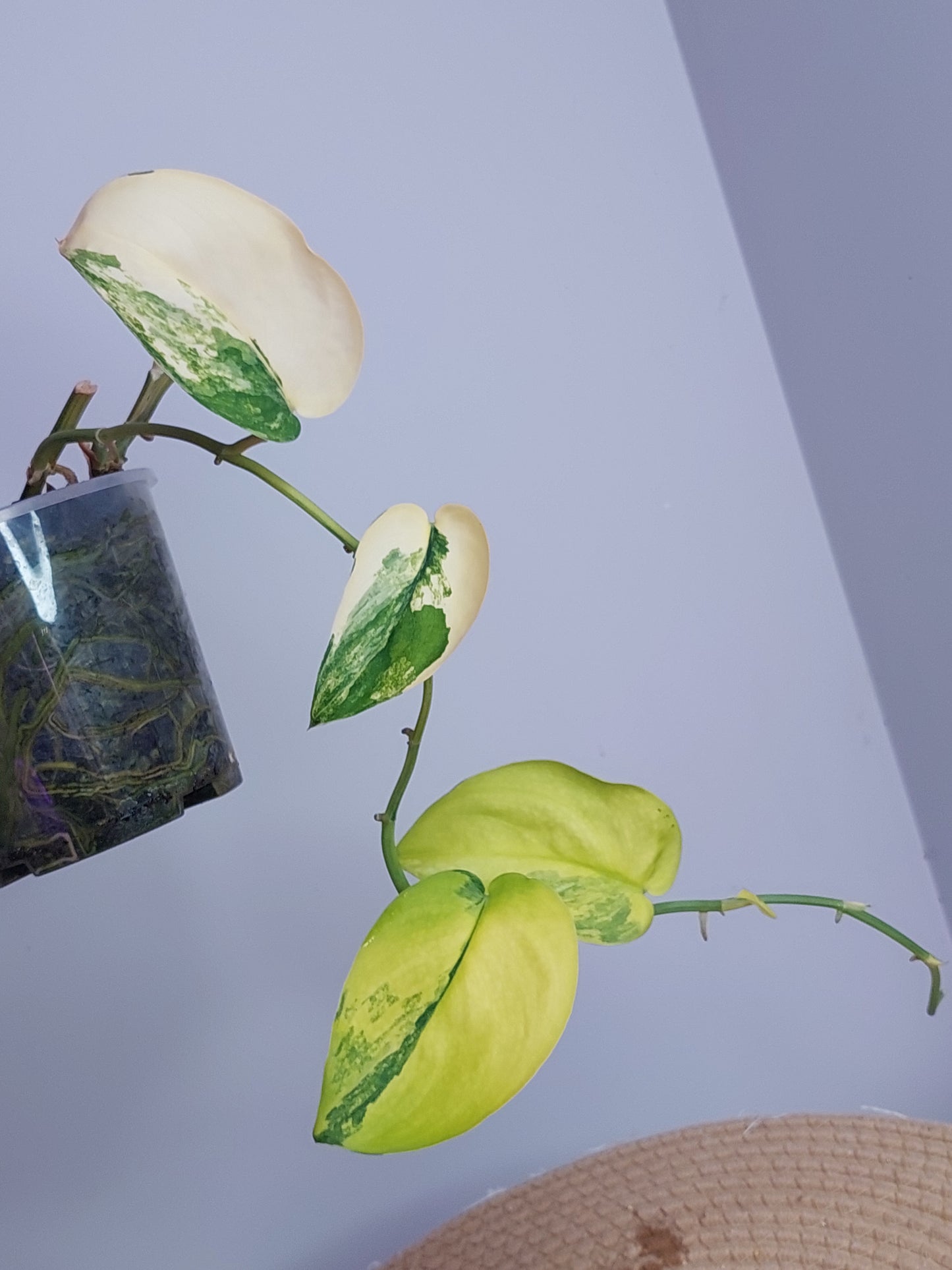 Scindapsus Jade Satin Variegated #A