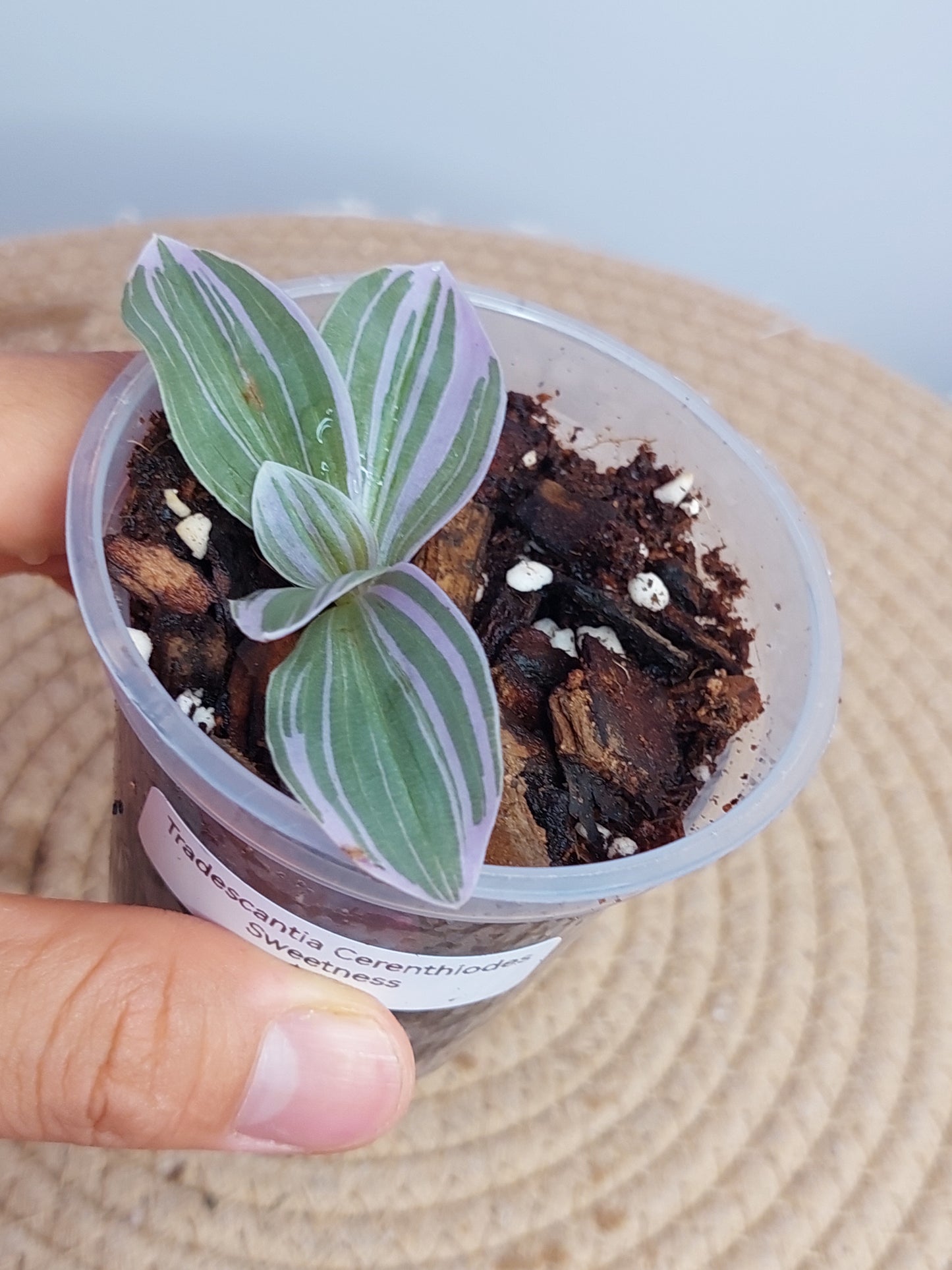 Tradescantia Cerinthoides Sweetness #A