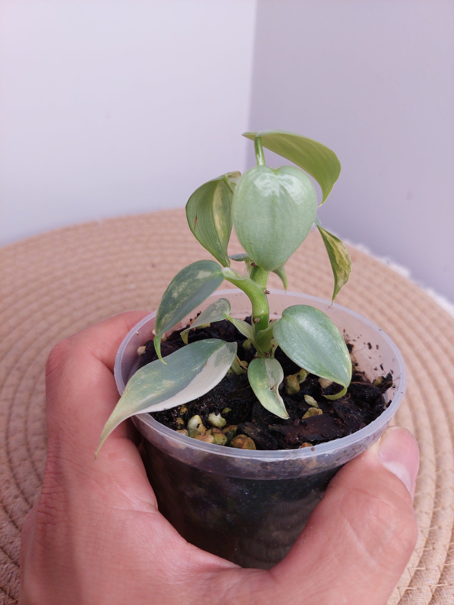 Philodendron Silver Sword Variegated _ 1