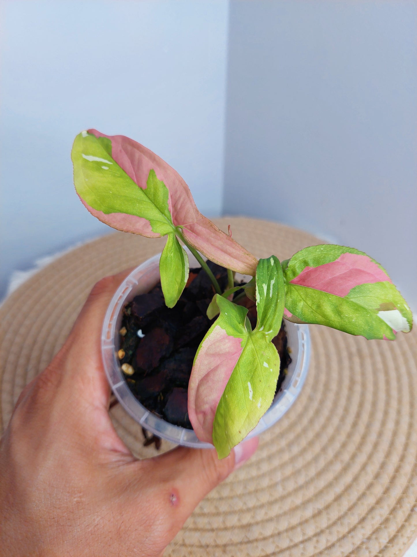 Syngonium Red Spot Tricolour _ 1
