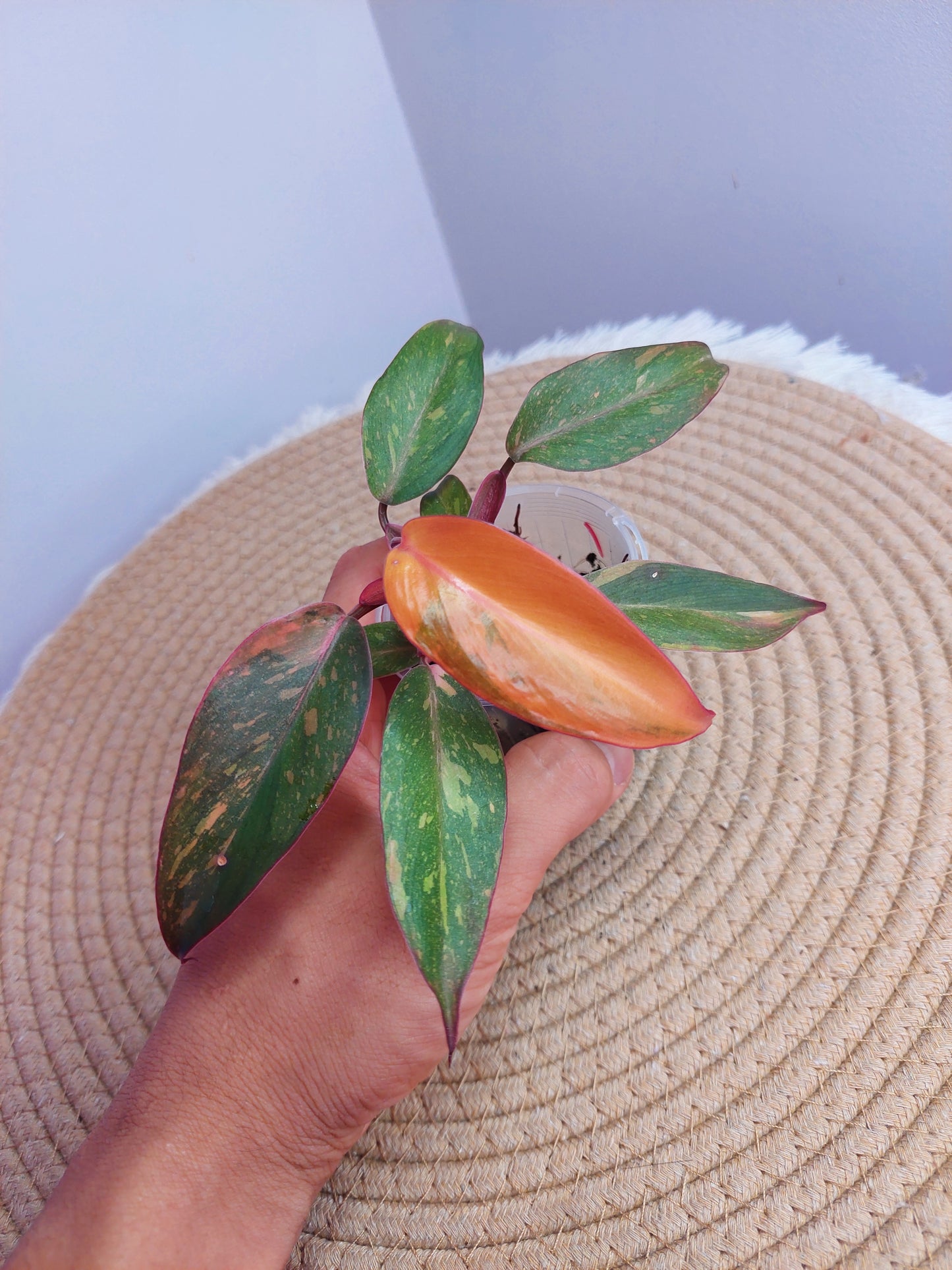 Philodendron Orange Princess Variegated 1