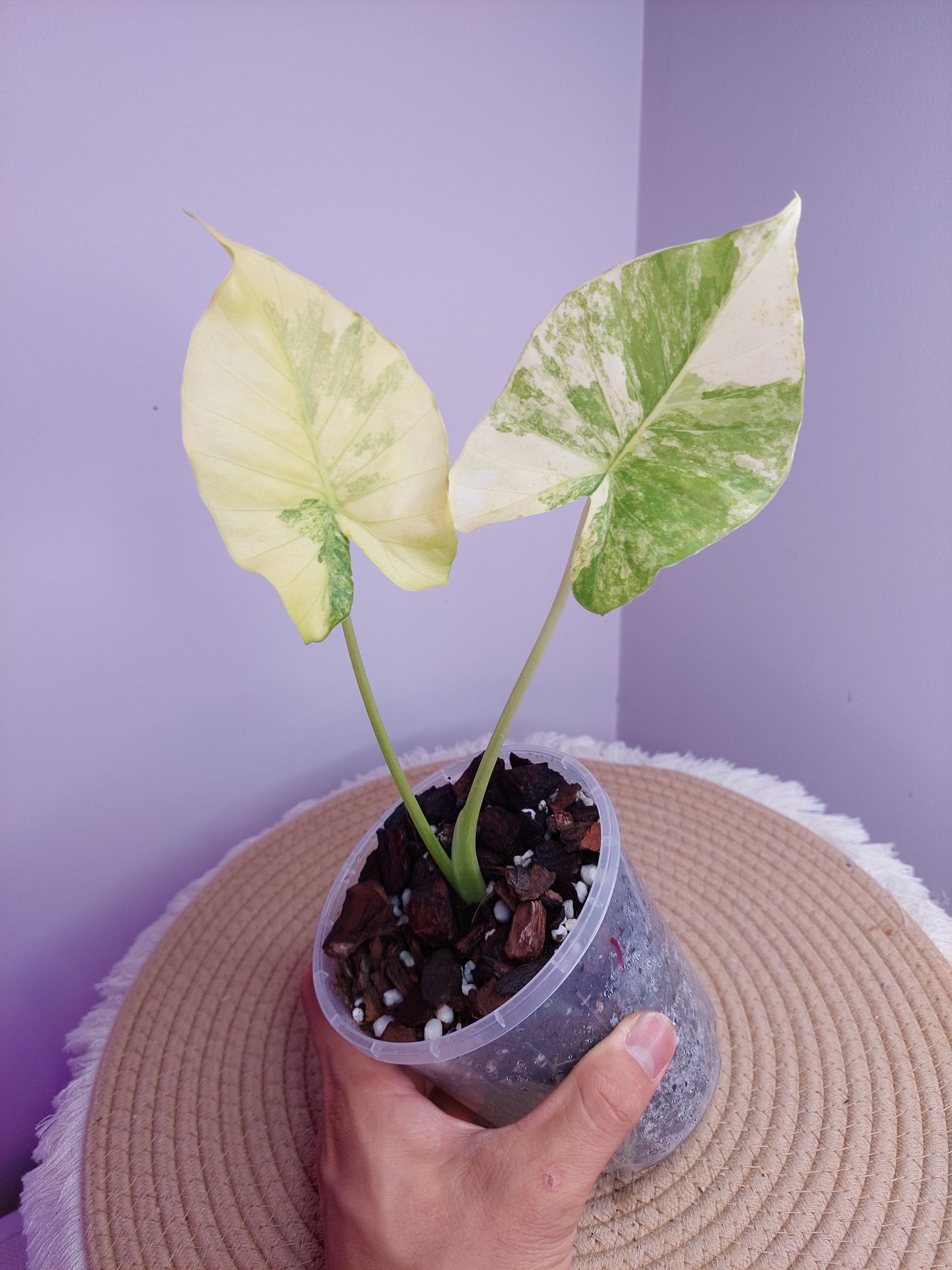 Alocasia Gageana Aurea Variegated 1