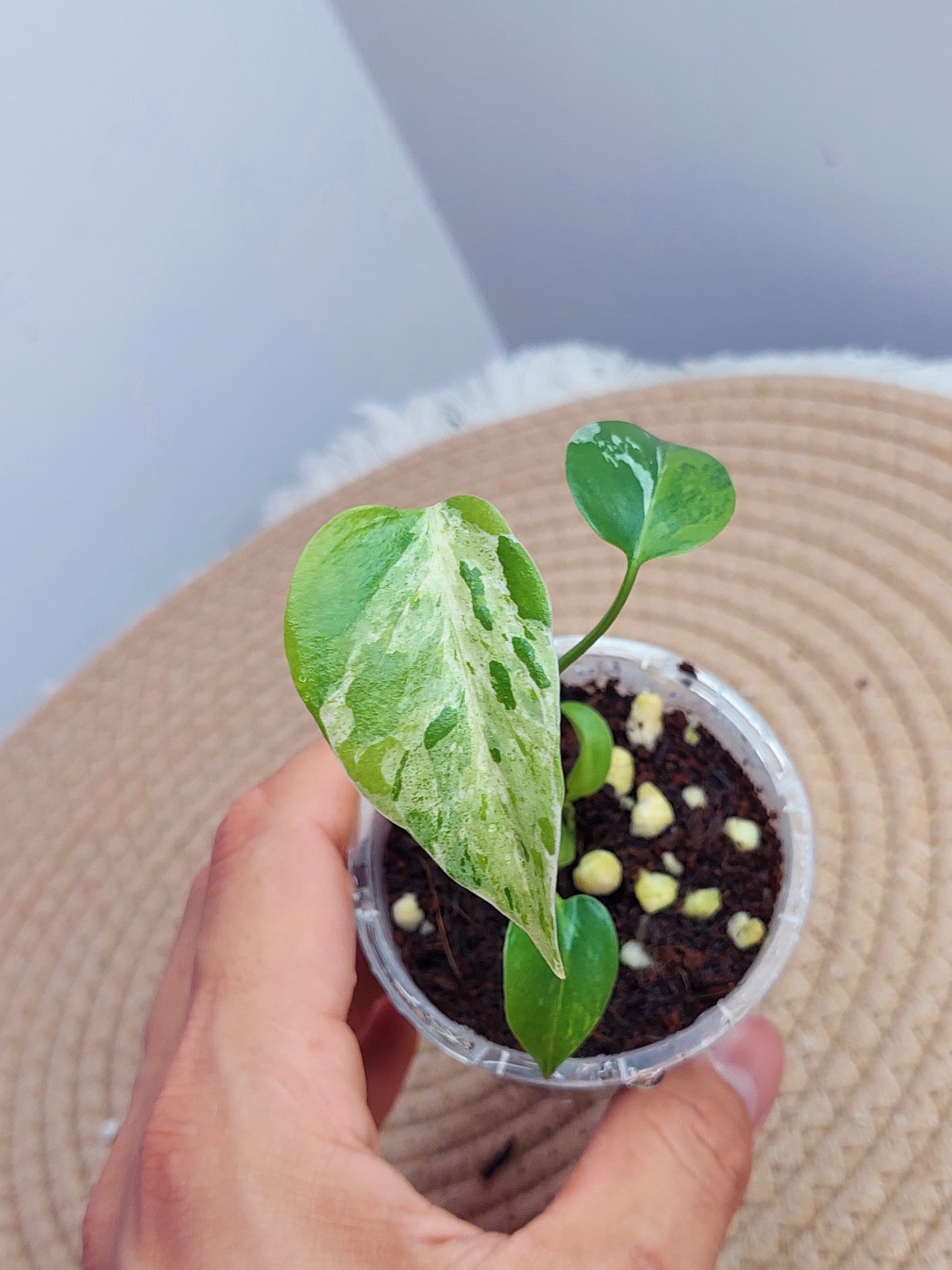 Monstera Bulbasaur -1