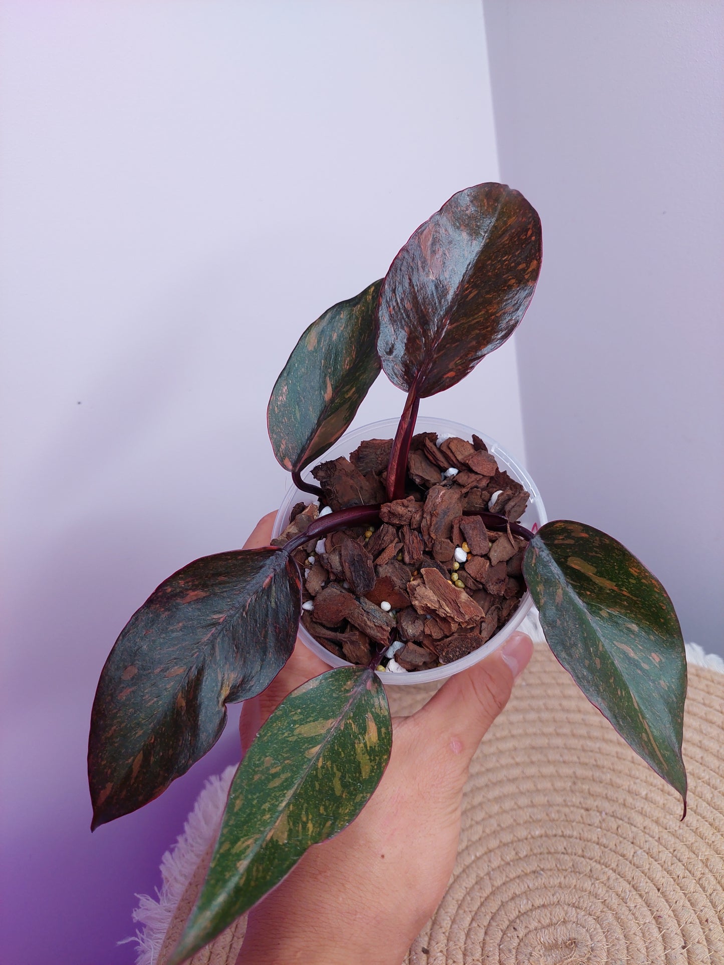 Philodendron Sunspot - 2