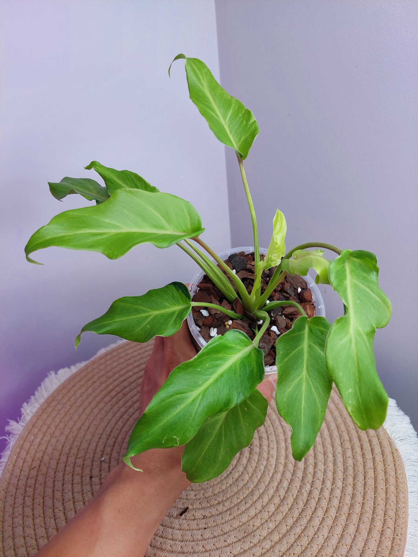 Philodendron Xanadu Variegated -1