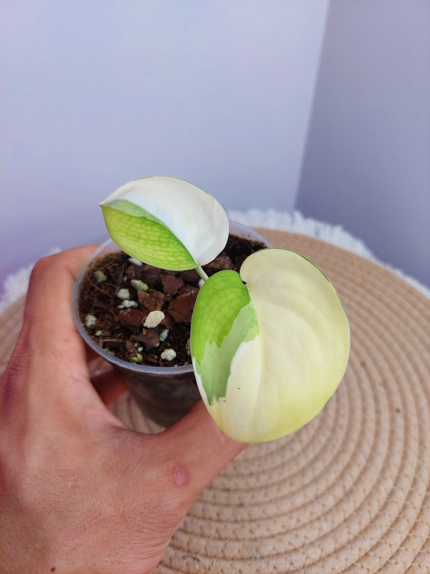 Scindapsus Jade Satin Variegated -1