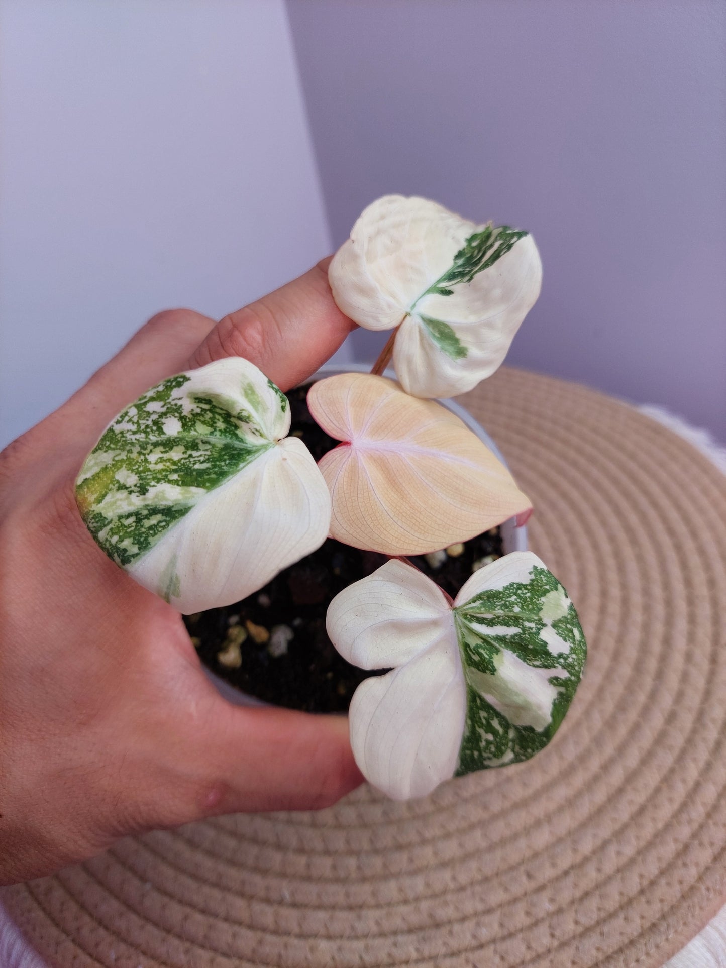 Philodendron Gloriosum Variegated - A