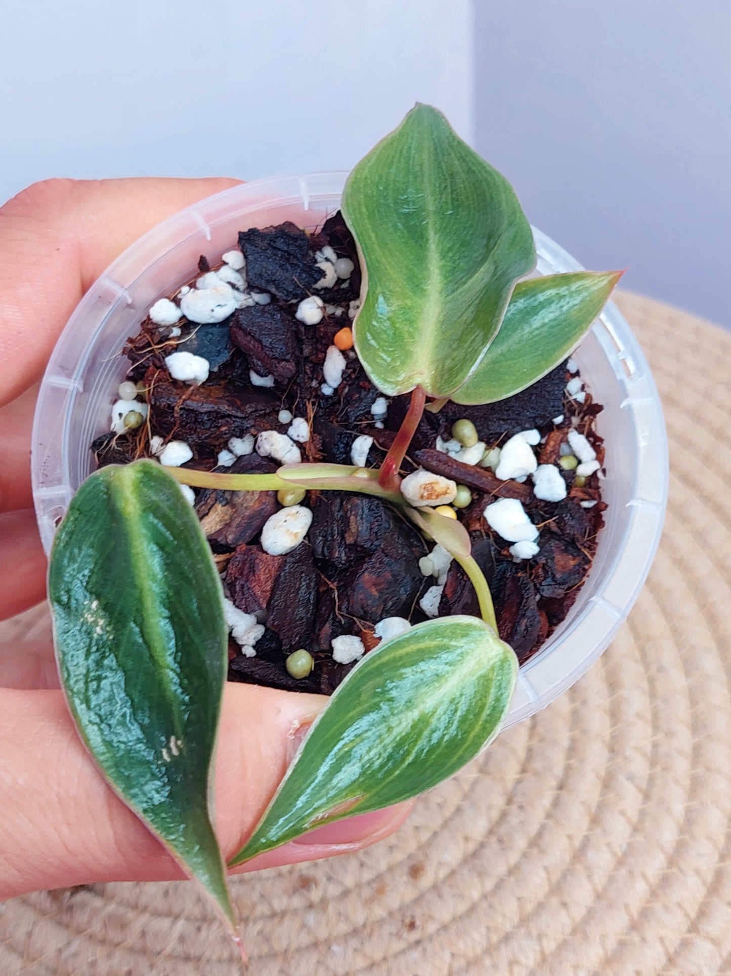 Philodendron Spiritus Sancti - A