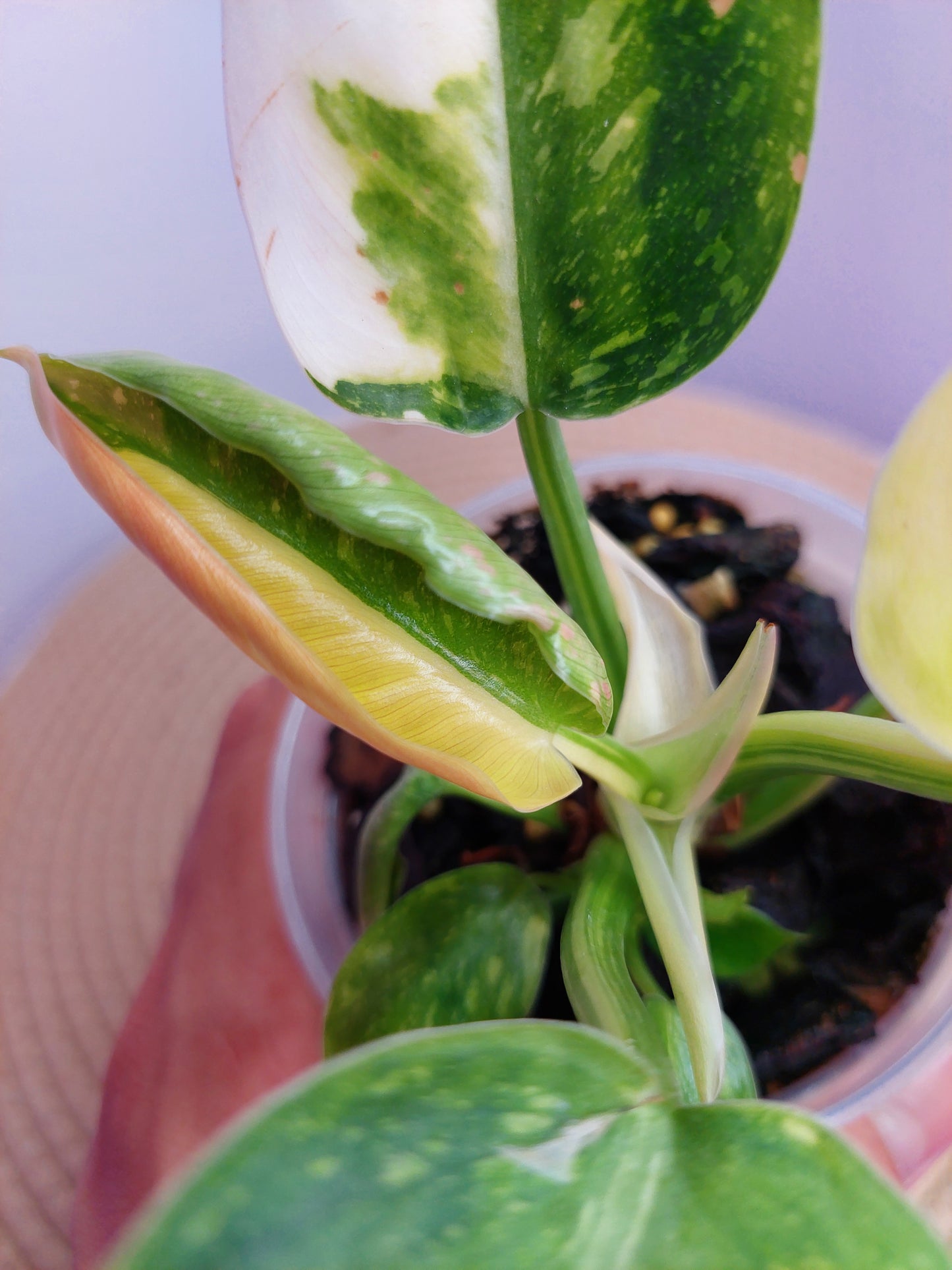 Philodendron Green Congo(Nuclear Congo) - A