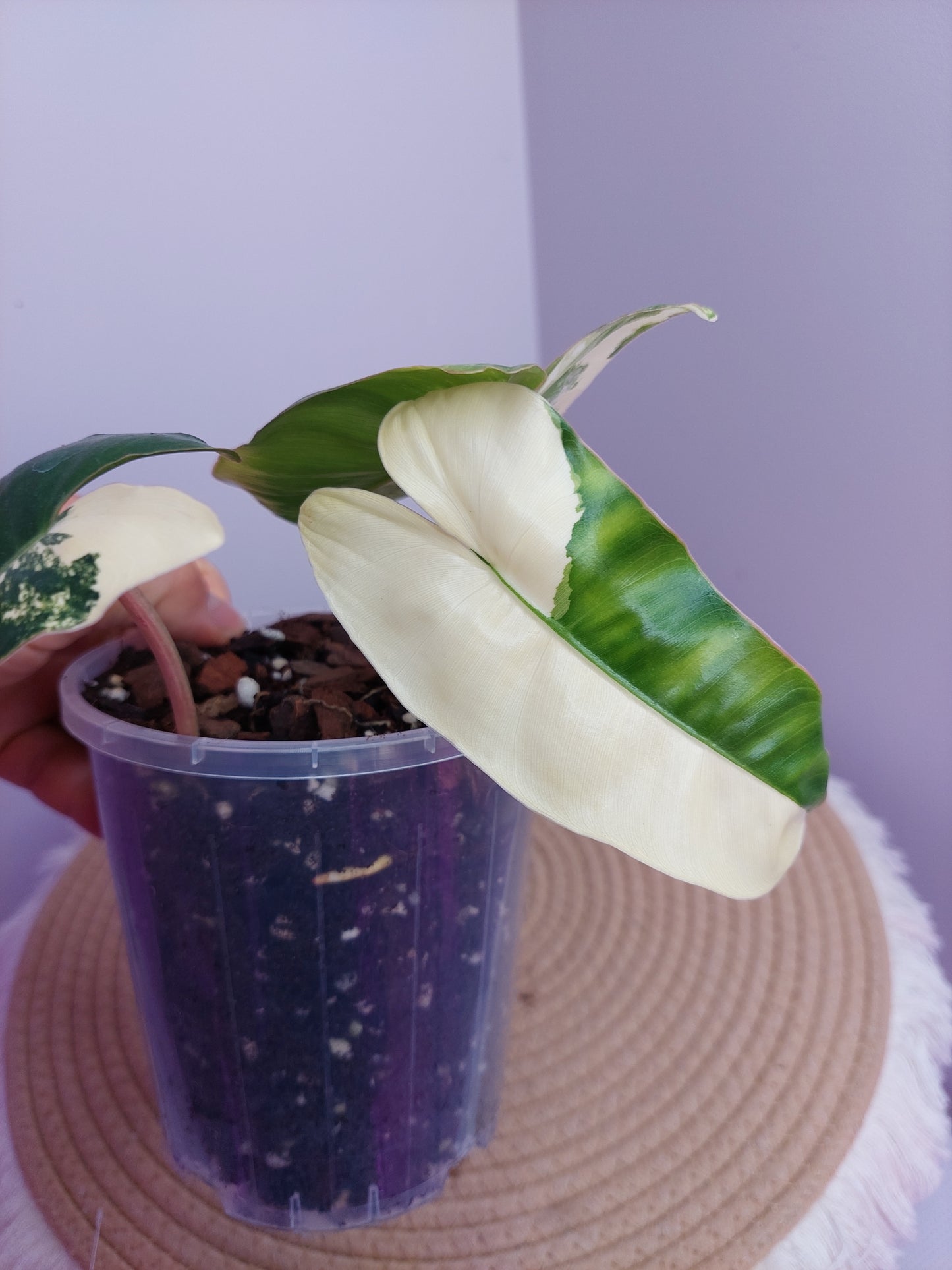 Philodendron Burle Marx variegated - A