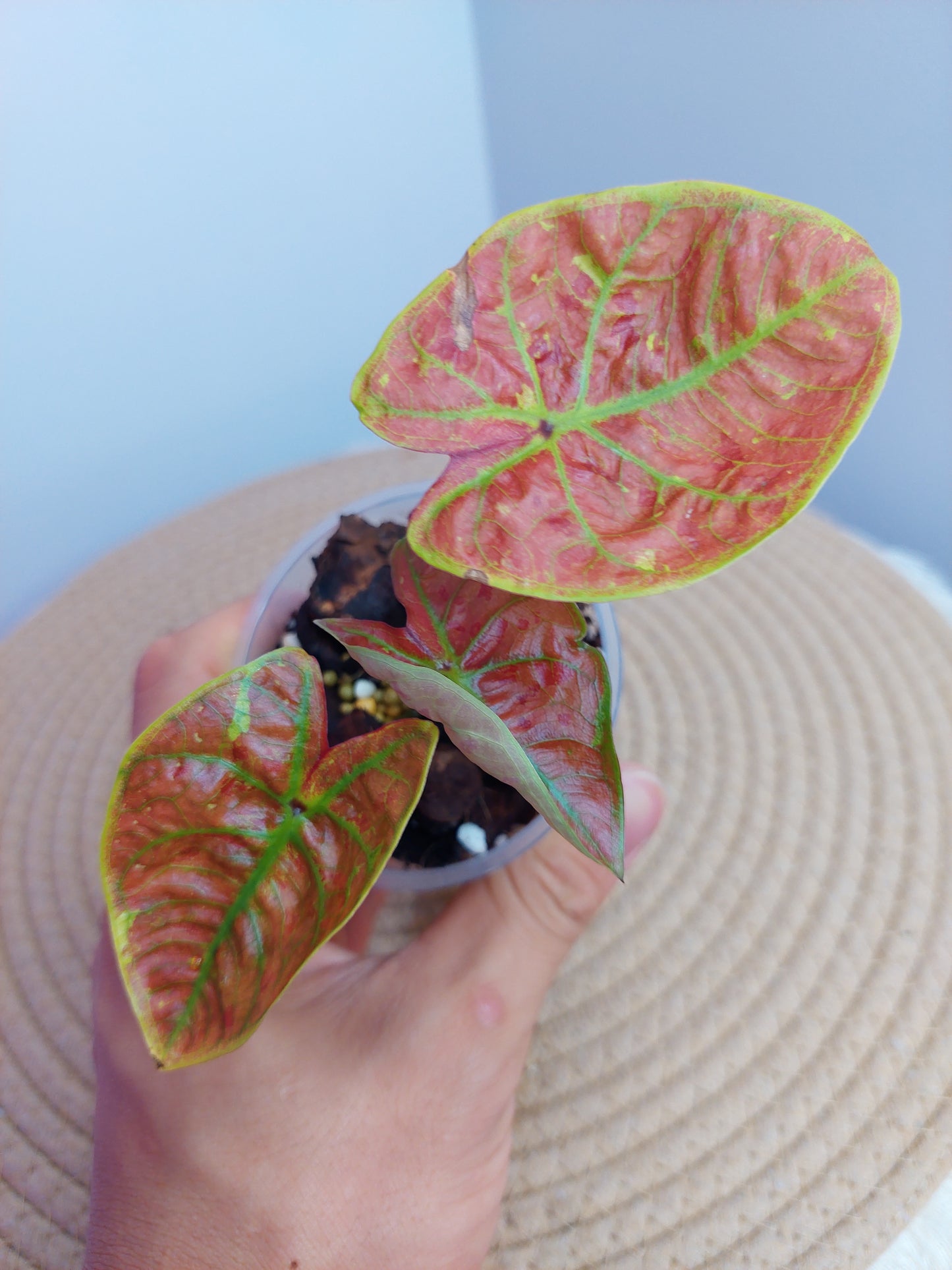 Caladium New Wave - A