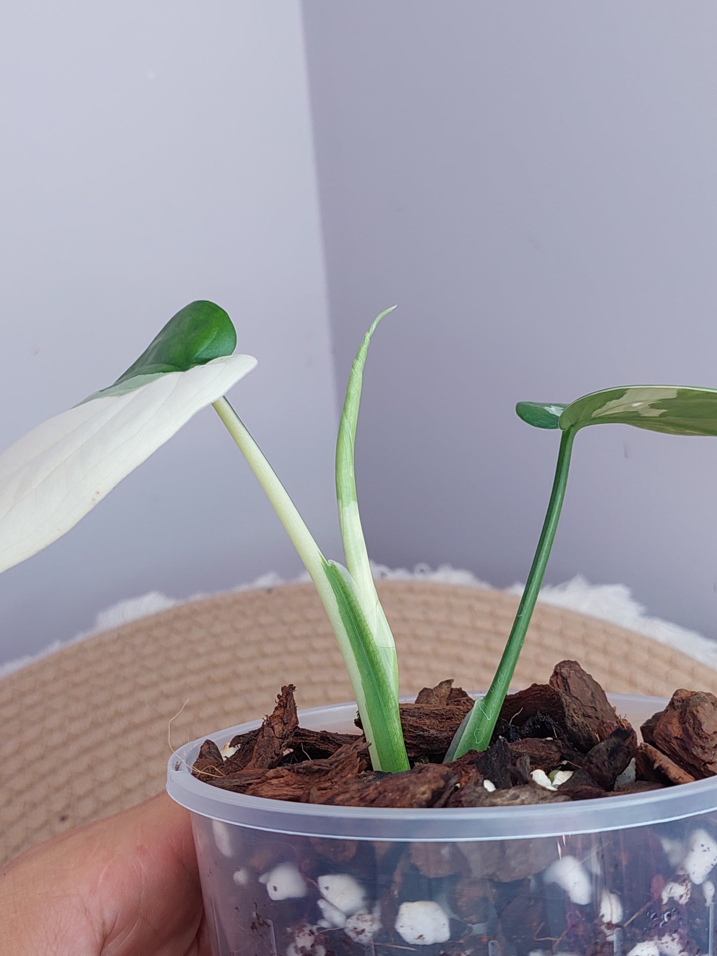 Syngonium Chiapense Variegated #1