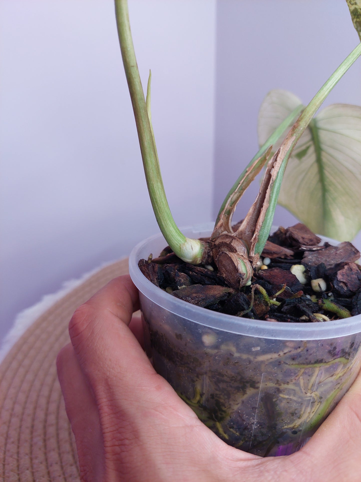 Monstera Deliciosa Mint Variegated #1