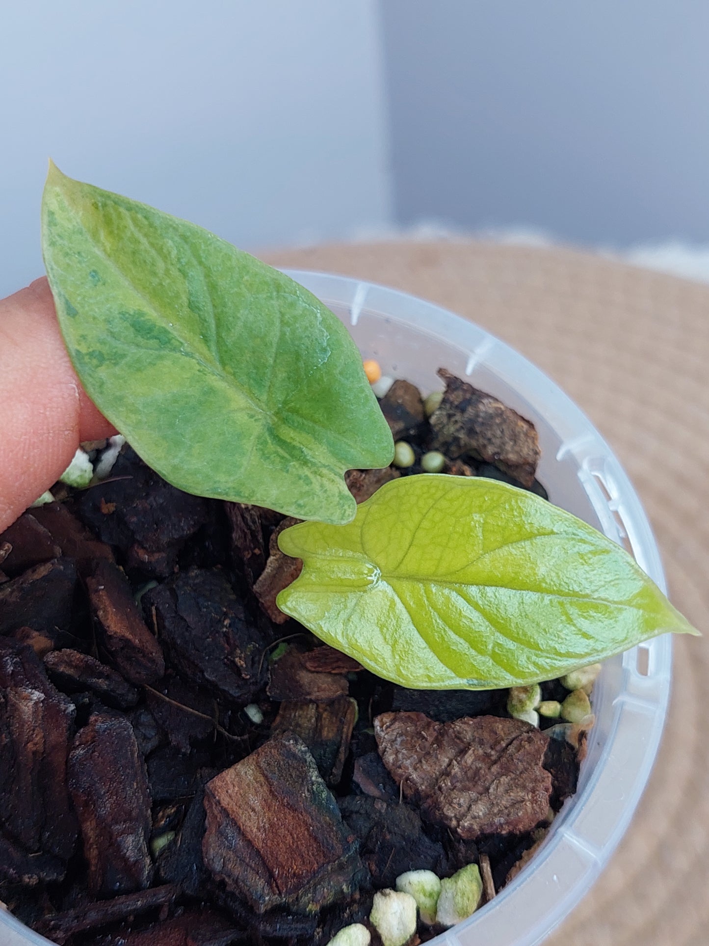 Alocasia Scalprum Aurea Variegated(Small) A