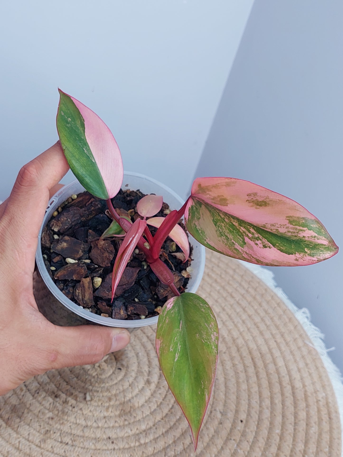 Philodendron Strawberry Shake #1