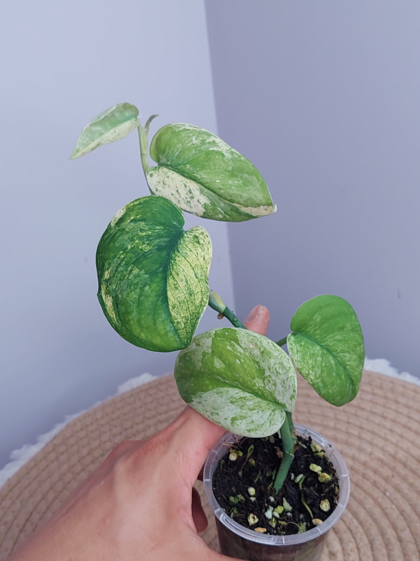 Scindapsus Creme Brulee Variegated #1