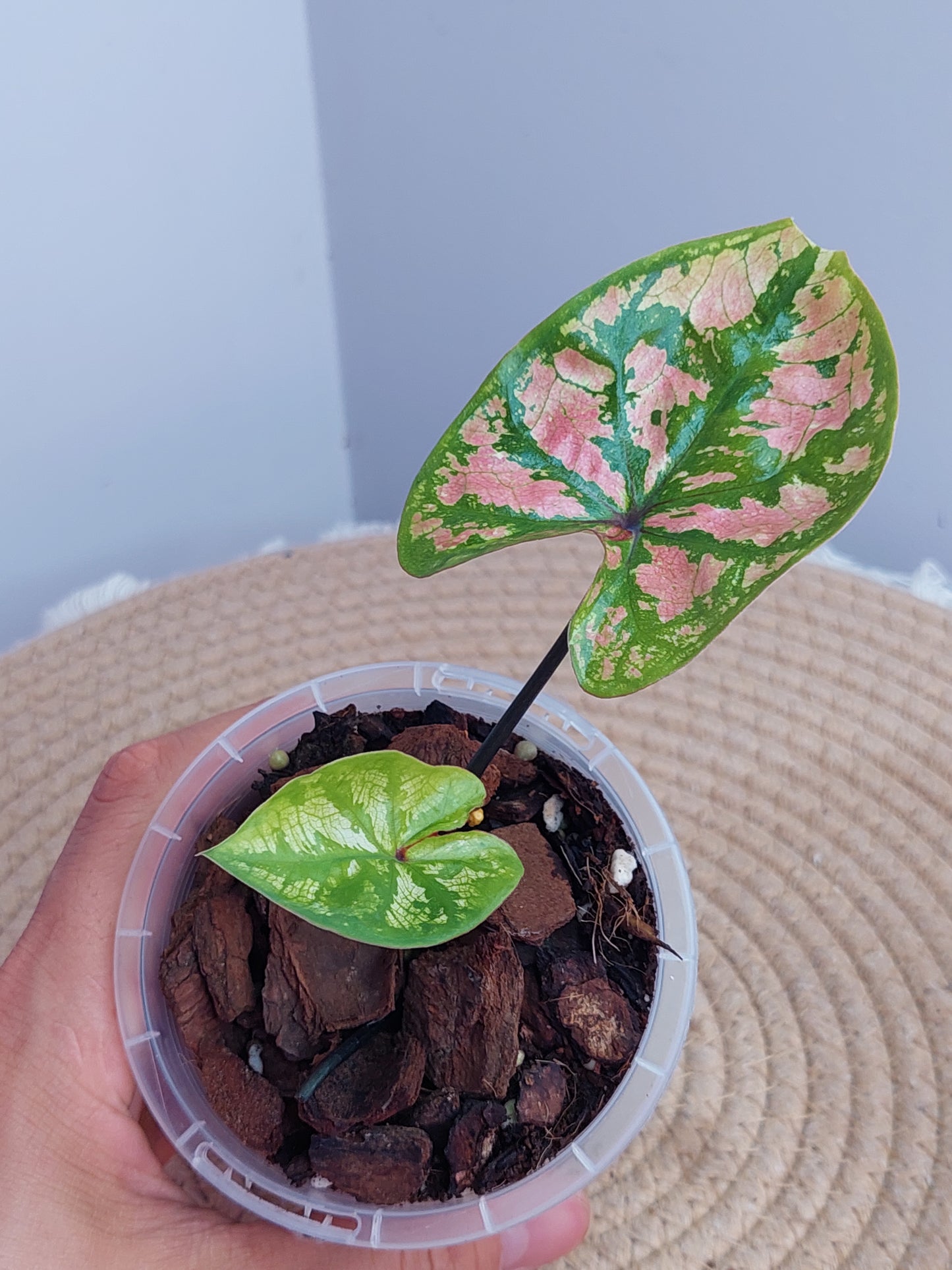 Caladium Purple Light #1